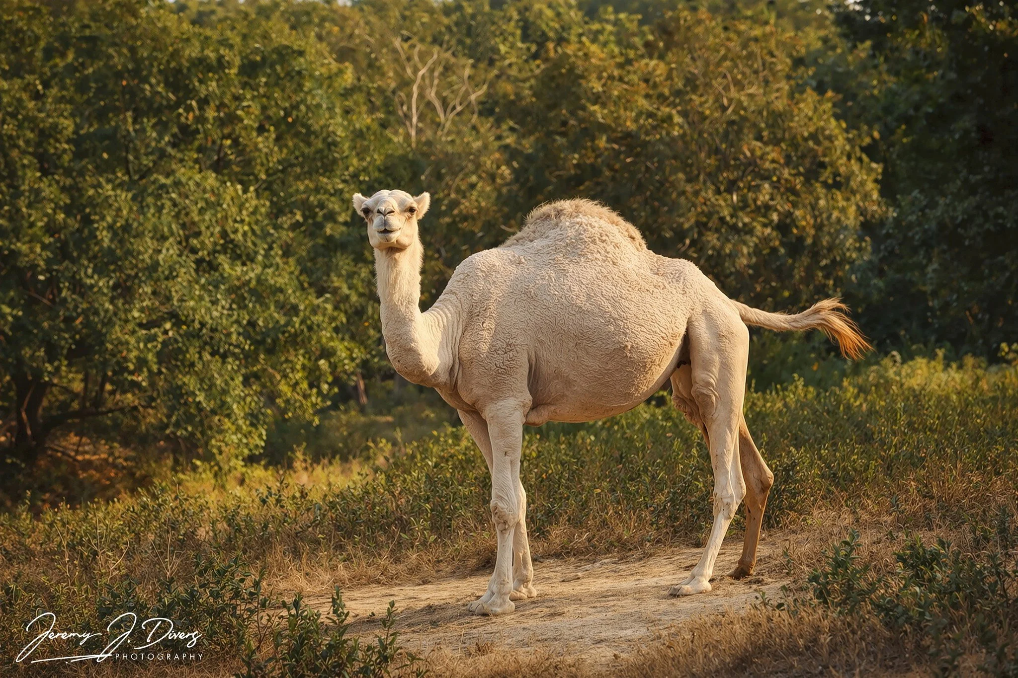 "The Gentle Nomad" Branson Safari Park