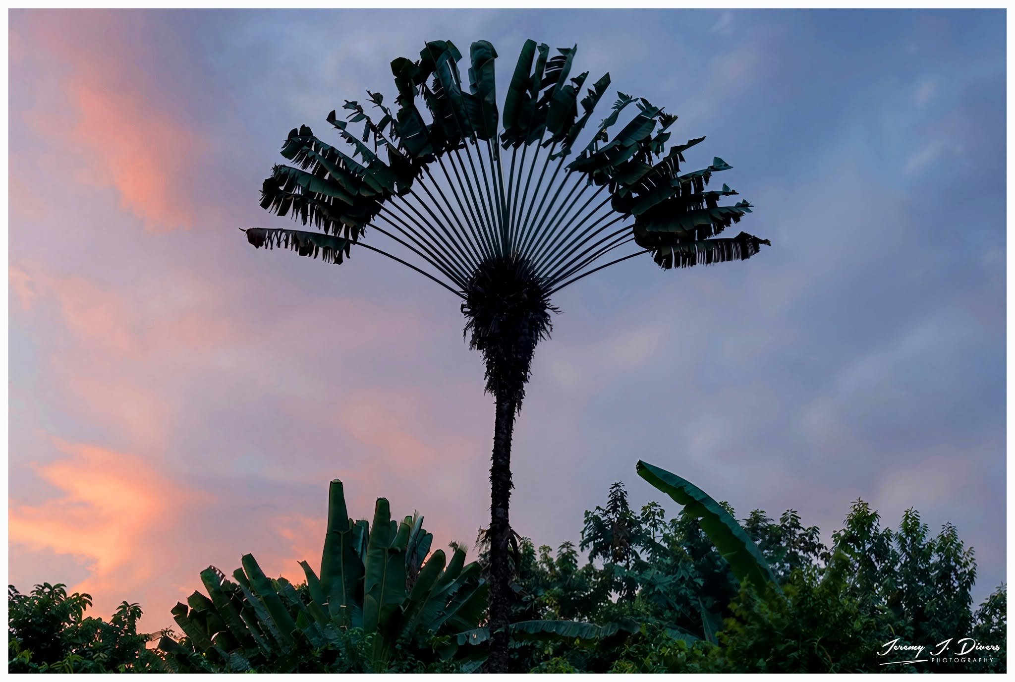 "The Traveller's Tree in the Sunset" Catarata Ecolodge, Arenal Region, Costa Rica