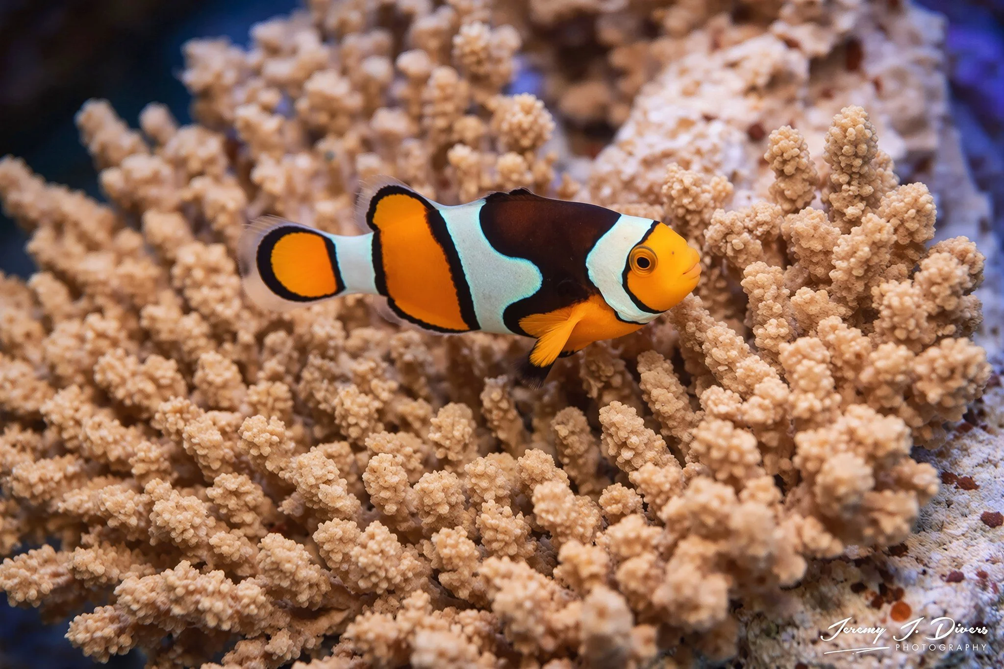 Clownfish (A)