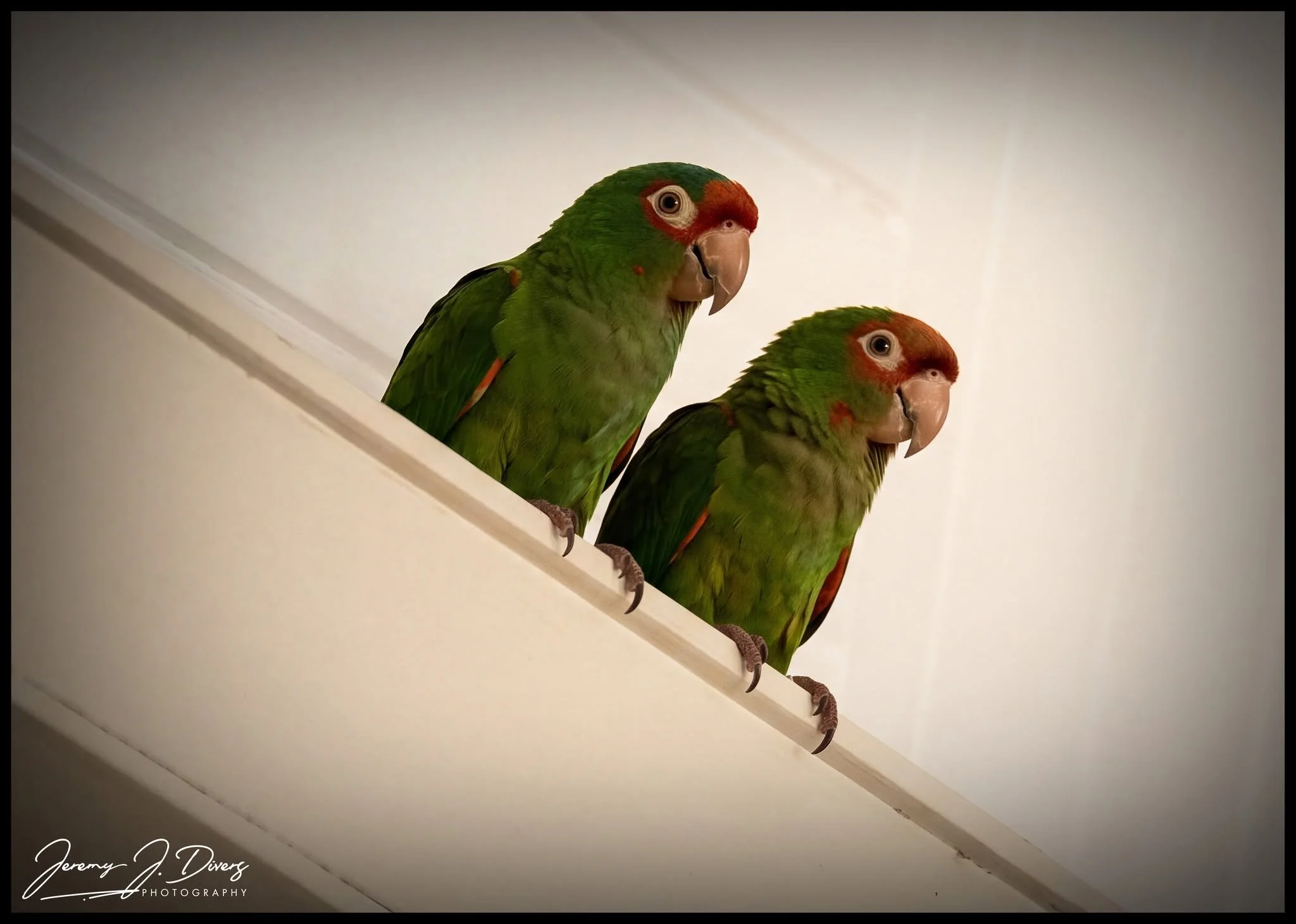 "Parrots in the Church" Red-masked Parakeets, Parroquia San Juan Bosco, La Fortuna, Costa Rica