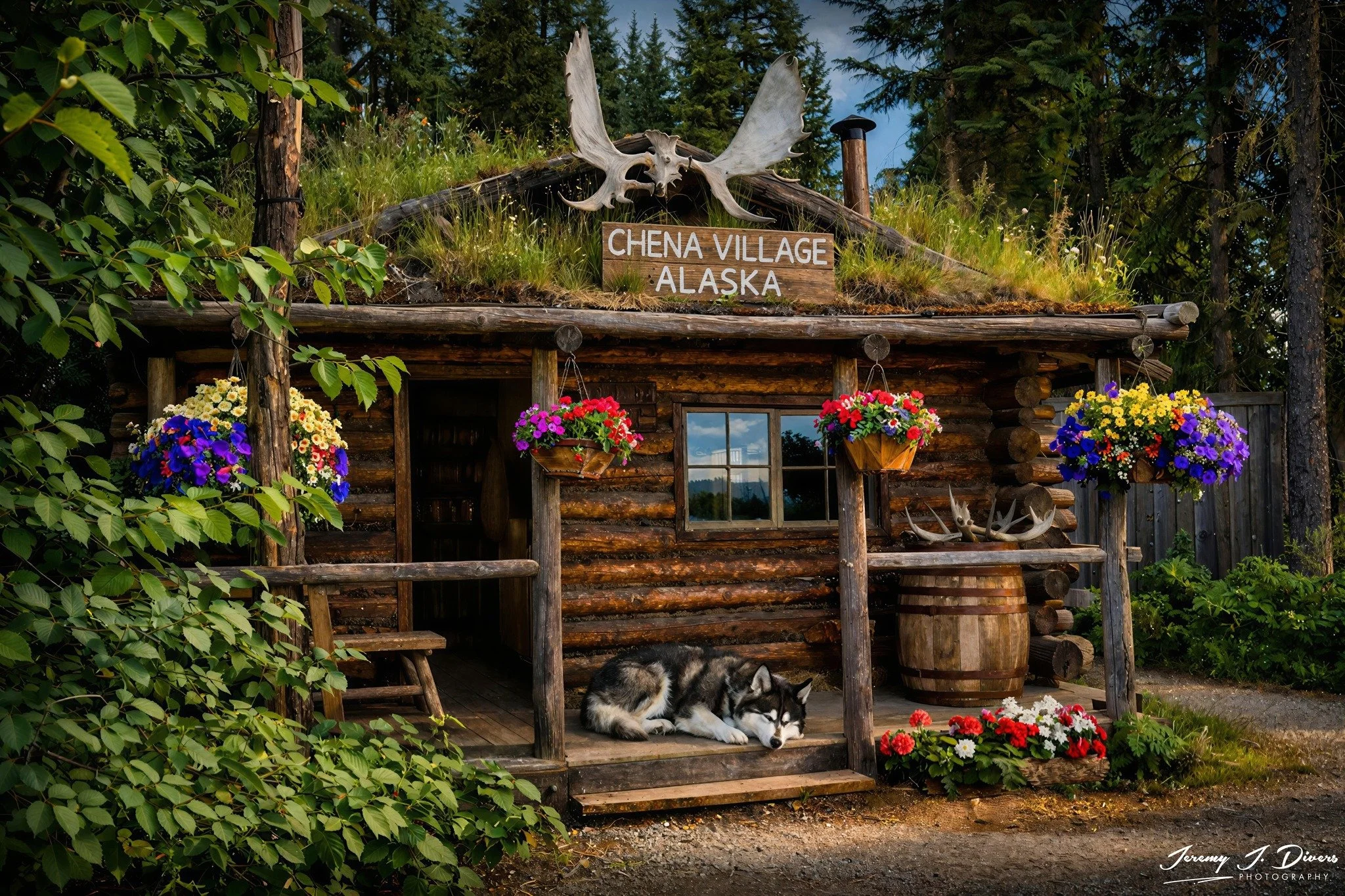 "Alaskan Porch Nap" Athabascan Indian Village, Alaska