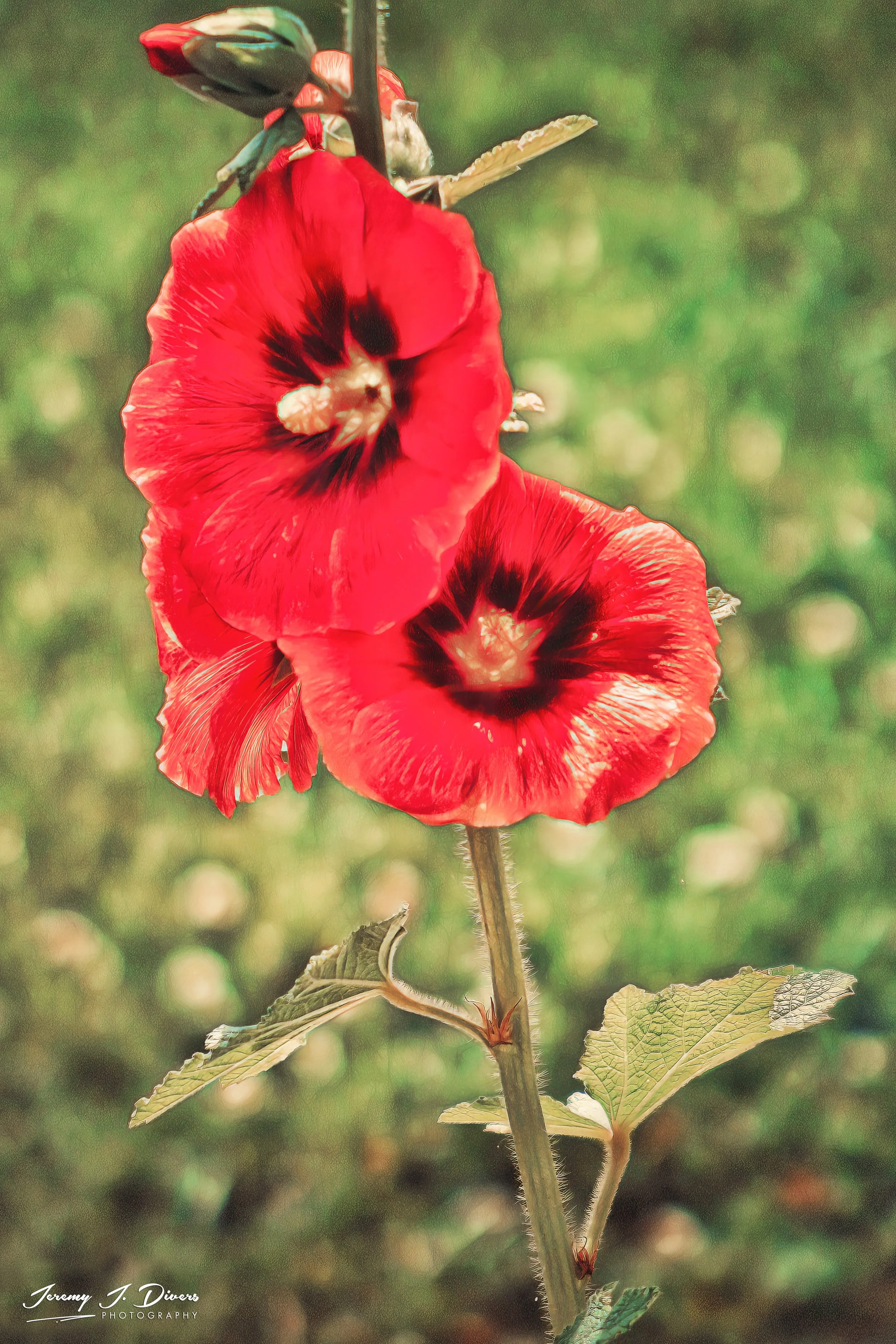 "Red Hollyhock" (B)