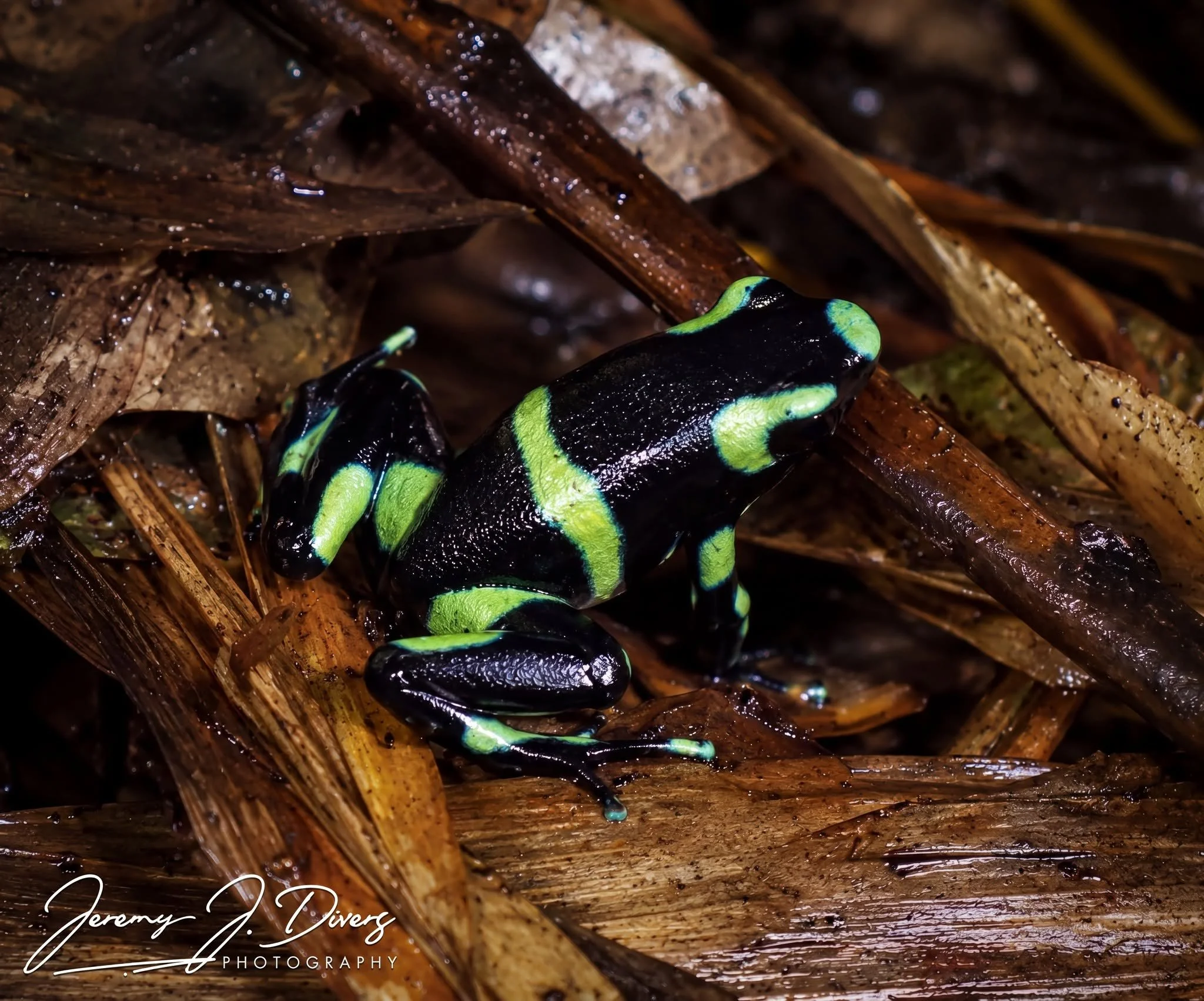 " Green and Black Poison Dart Frog" Tirimbina Biological Reserve, Costa Rica