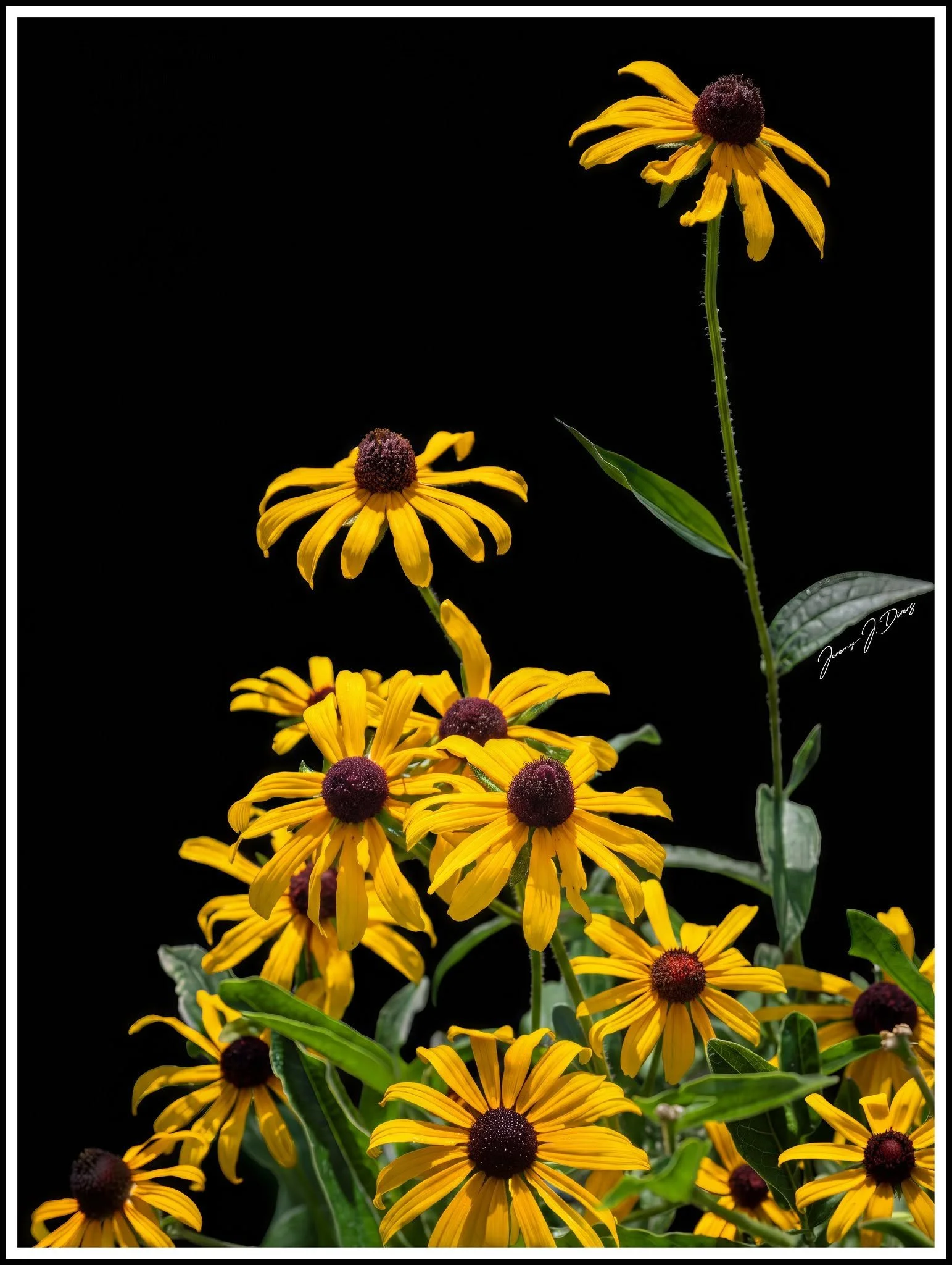 “Golden Ascension” Shaw Nature Reserve, Gray Summi