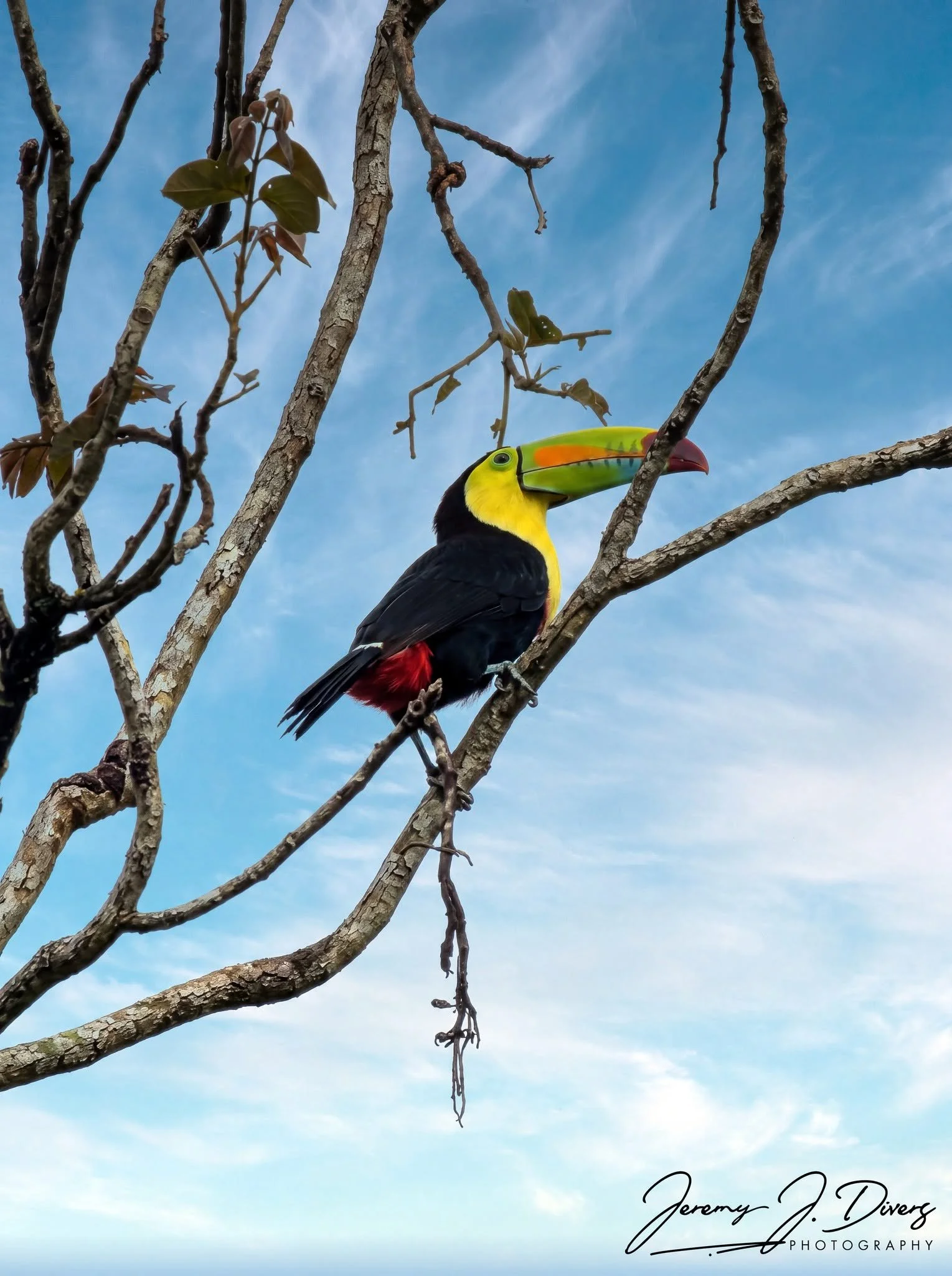 "Rainbow Billed Toucan" (A) Hotel La Hacienda, Alajuela Province, Costa Rica