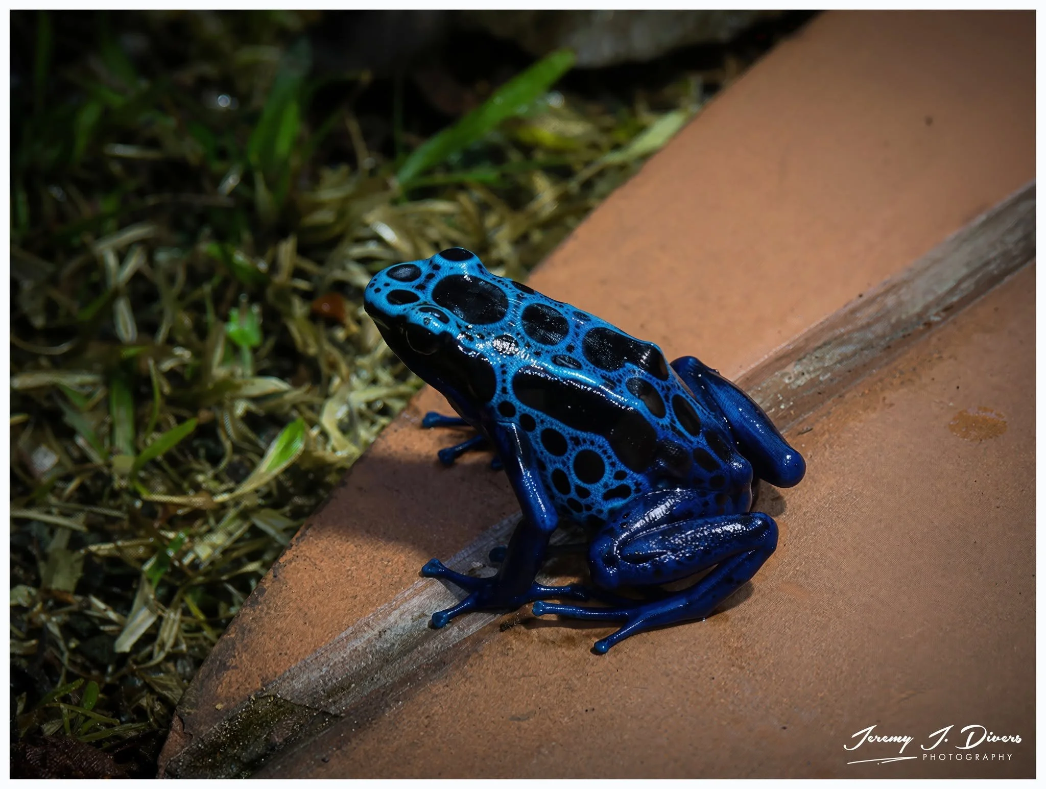 "Little Blue" Blue Poison Dart Frog, Catarata Ecolodge, Arenal Region, Costa Rica