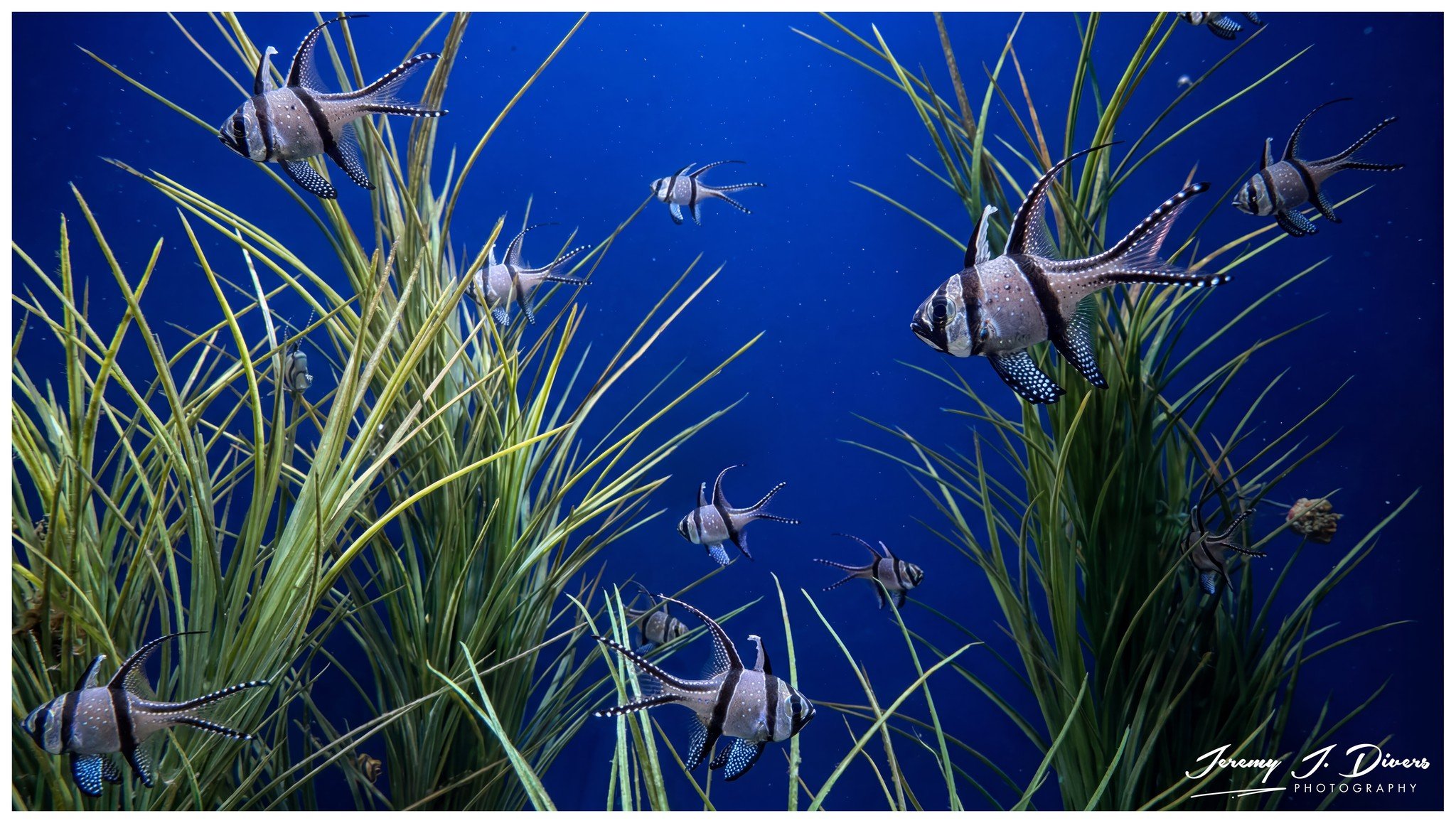 Banggai Cardinalfish (B)