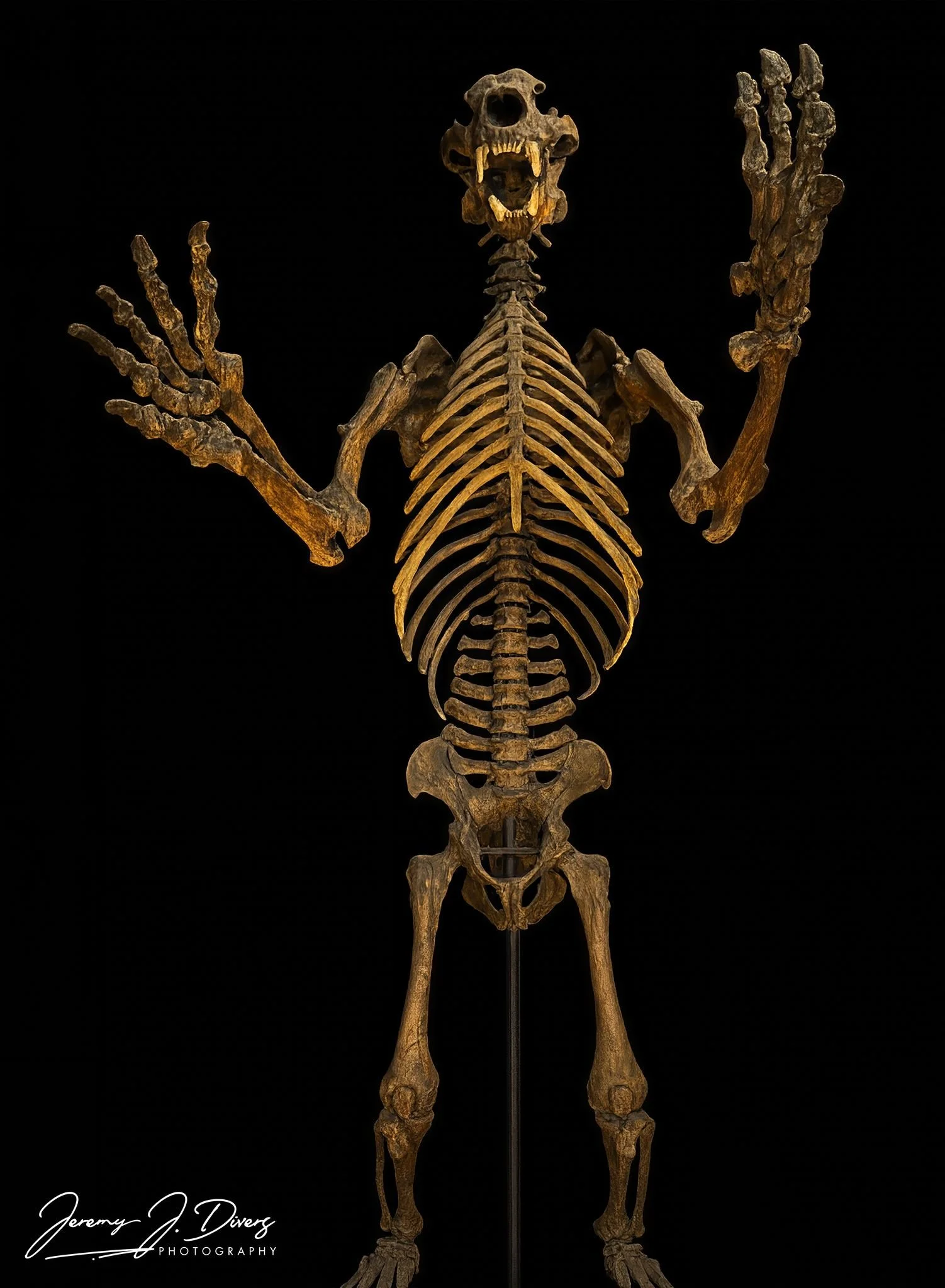 "Pleistocene Cave Bear"