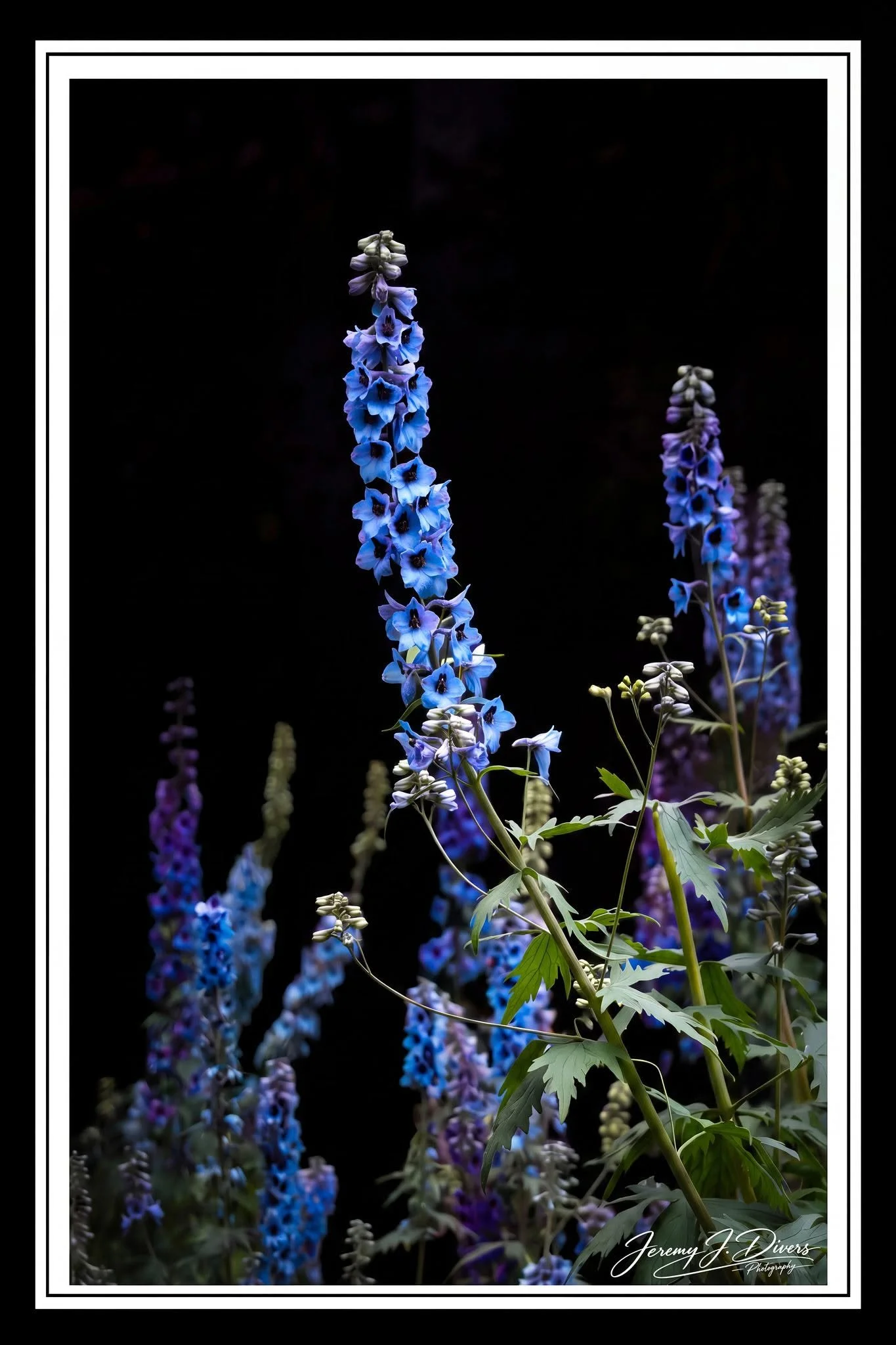 "Larkspur Flowers" Banff National Park, Alberta, Canada