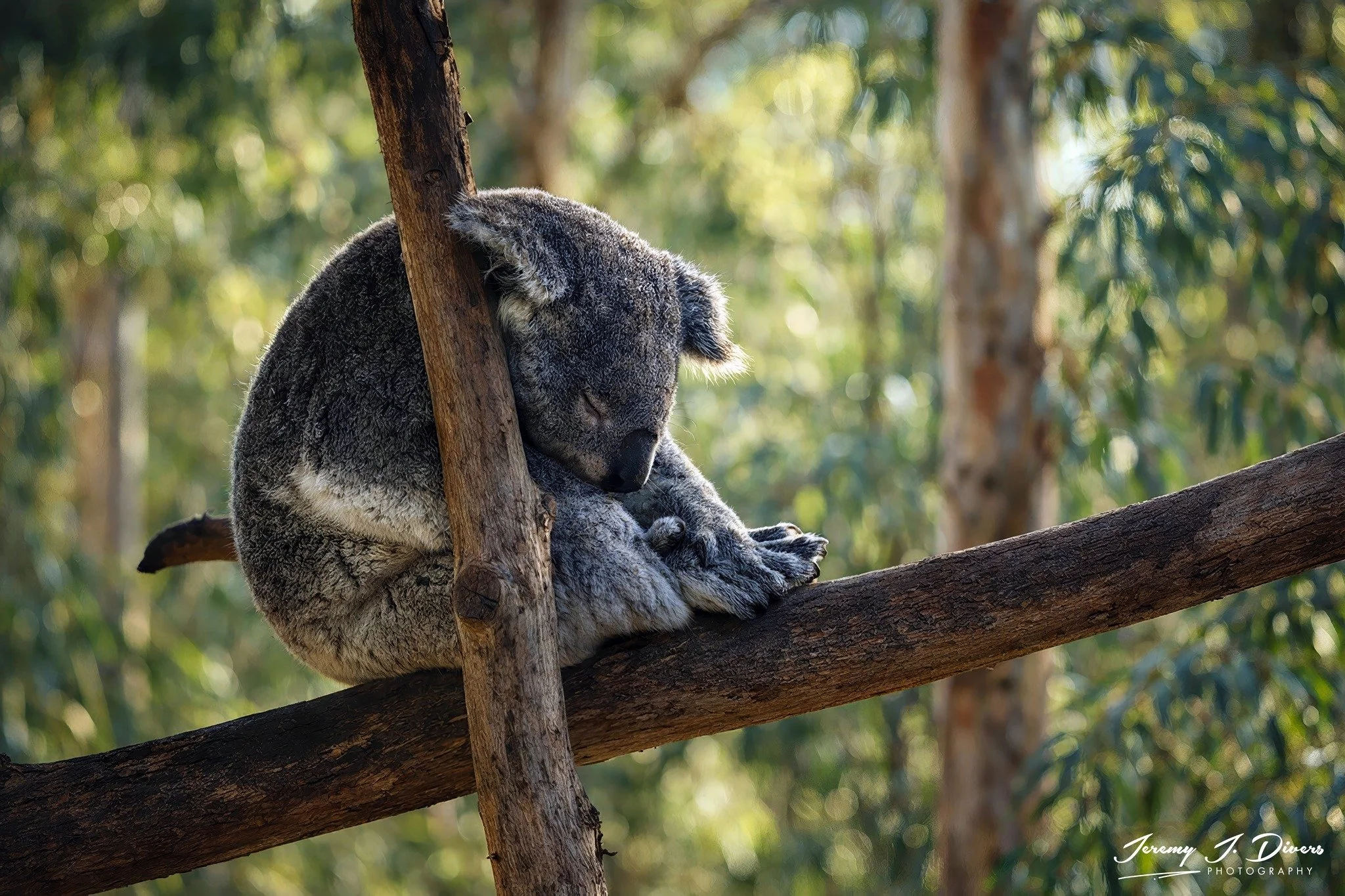 "NapTime" San Diego Zoo, California