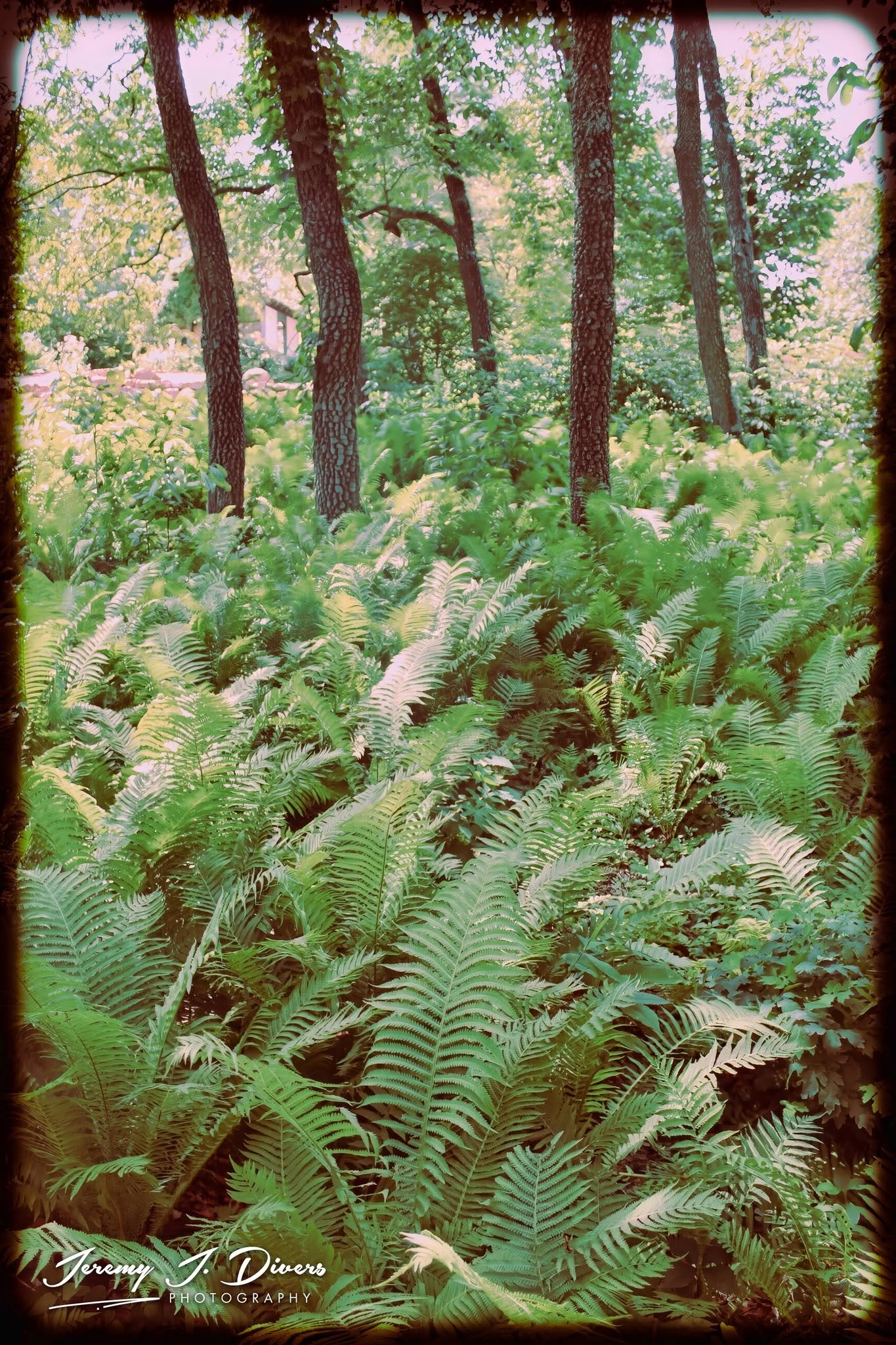 "Where the Ferns Remember" Shaw Nature Reserve, Gray Summit, MO
