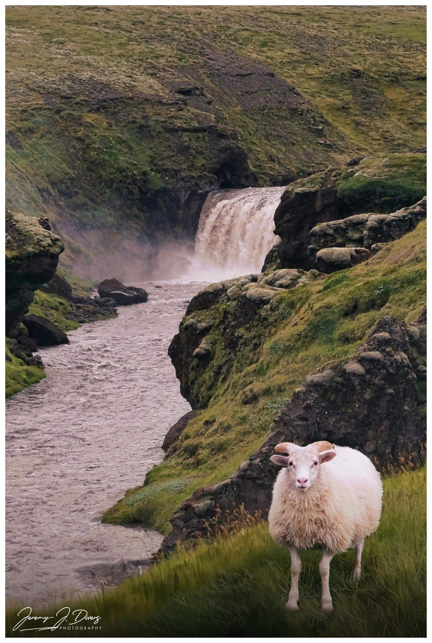 "A Sheep and His Waterfall" Innri-Fellsfoss, Fimmvorduhals, Iceland