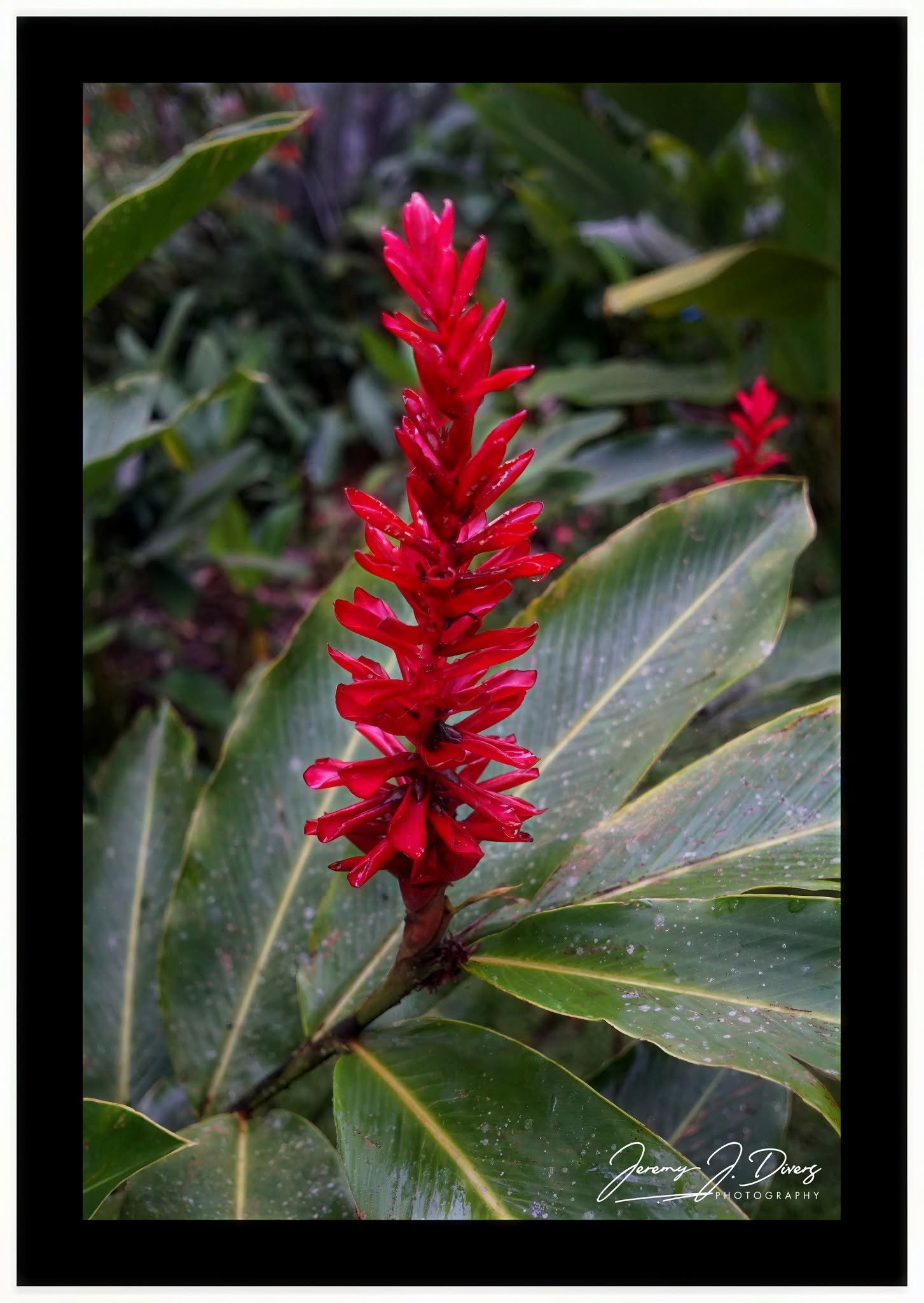 "Red Ginger" Costa Rica