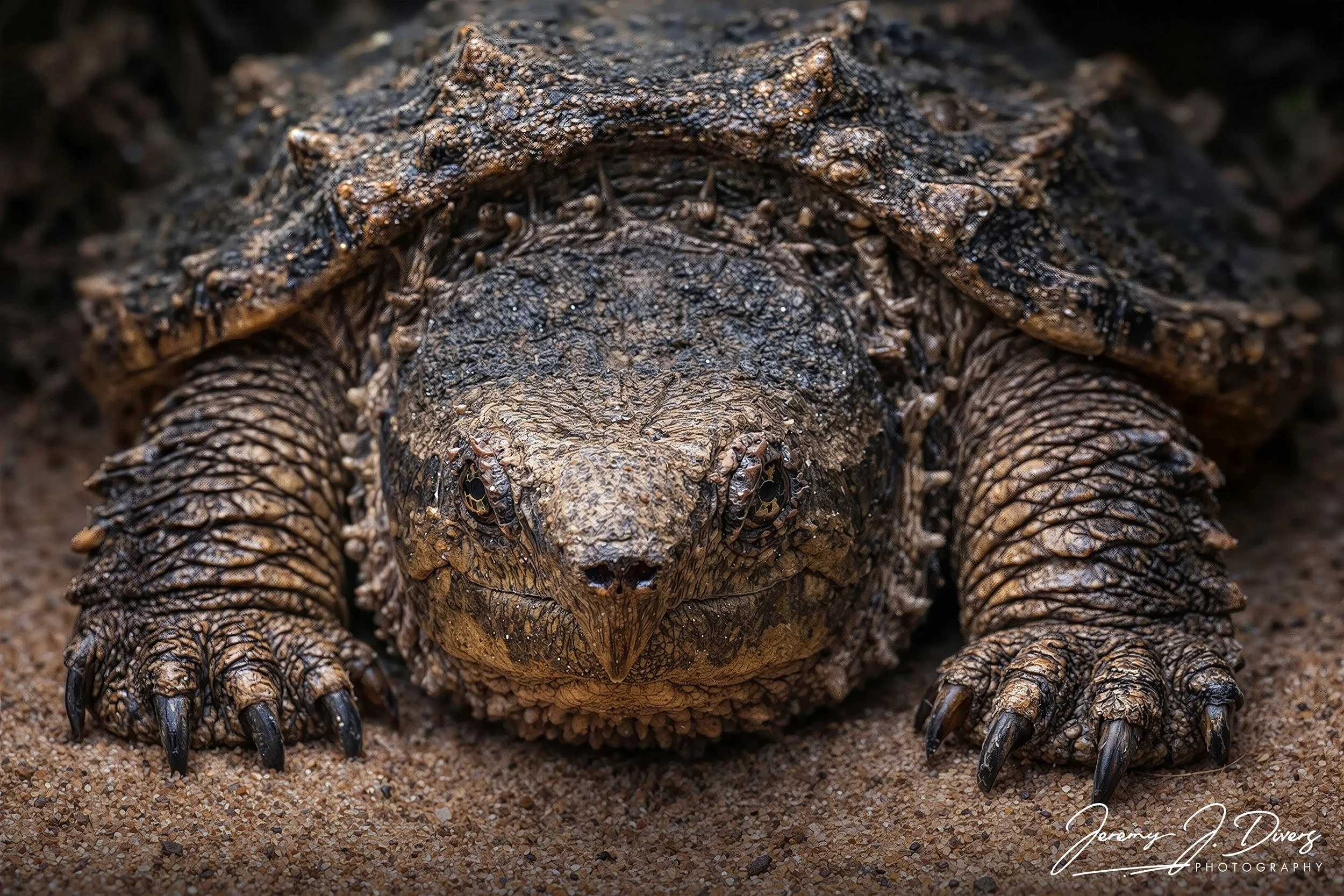 "Snappy"