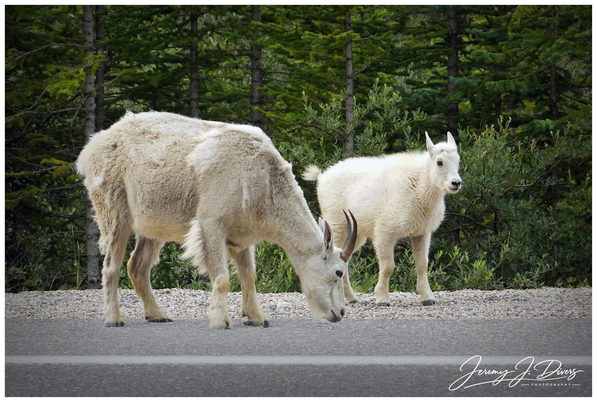 "Canadian Rocky Mountain Goats" (A) Banff National Park, Alberta, Canada