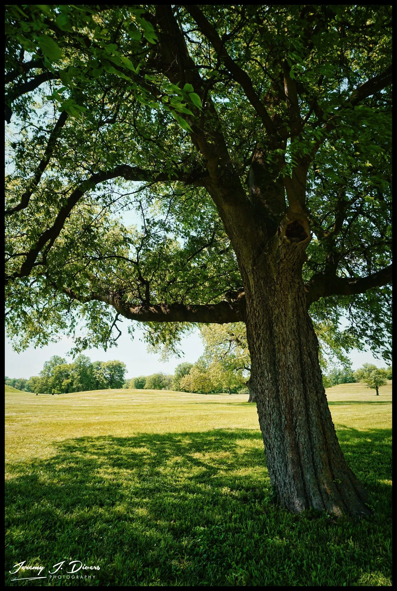 “Beneath the Ancient Canopy” Cahokia, Illinois