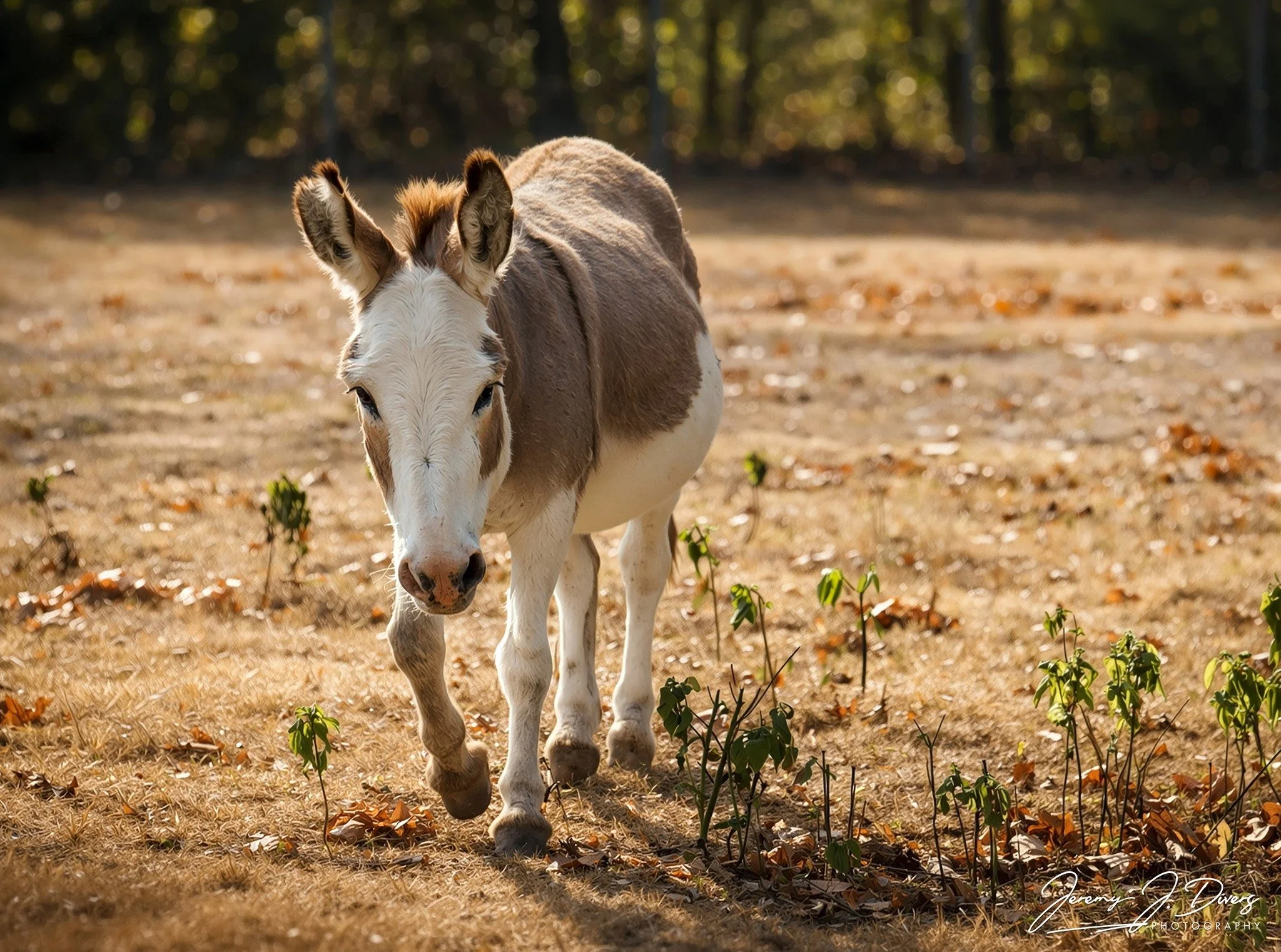 “Autumn’s Gentle Wanderer” Branson Safari Park