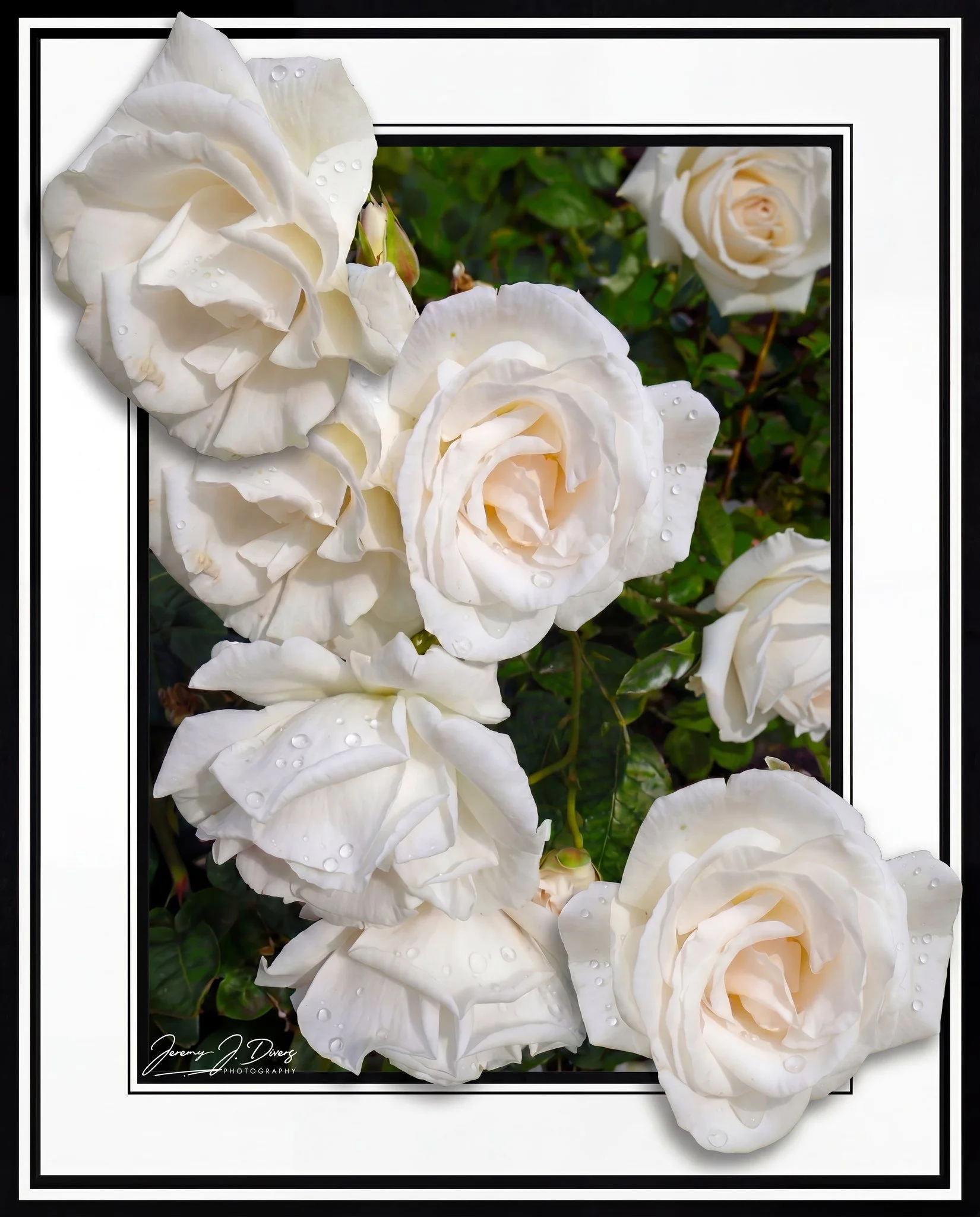 "White Roses" Utrecht, Netherlands
