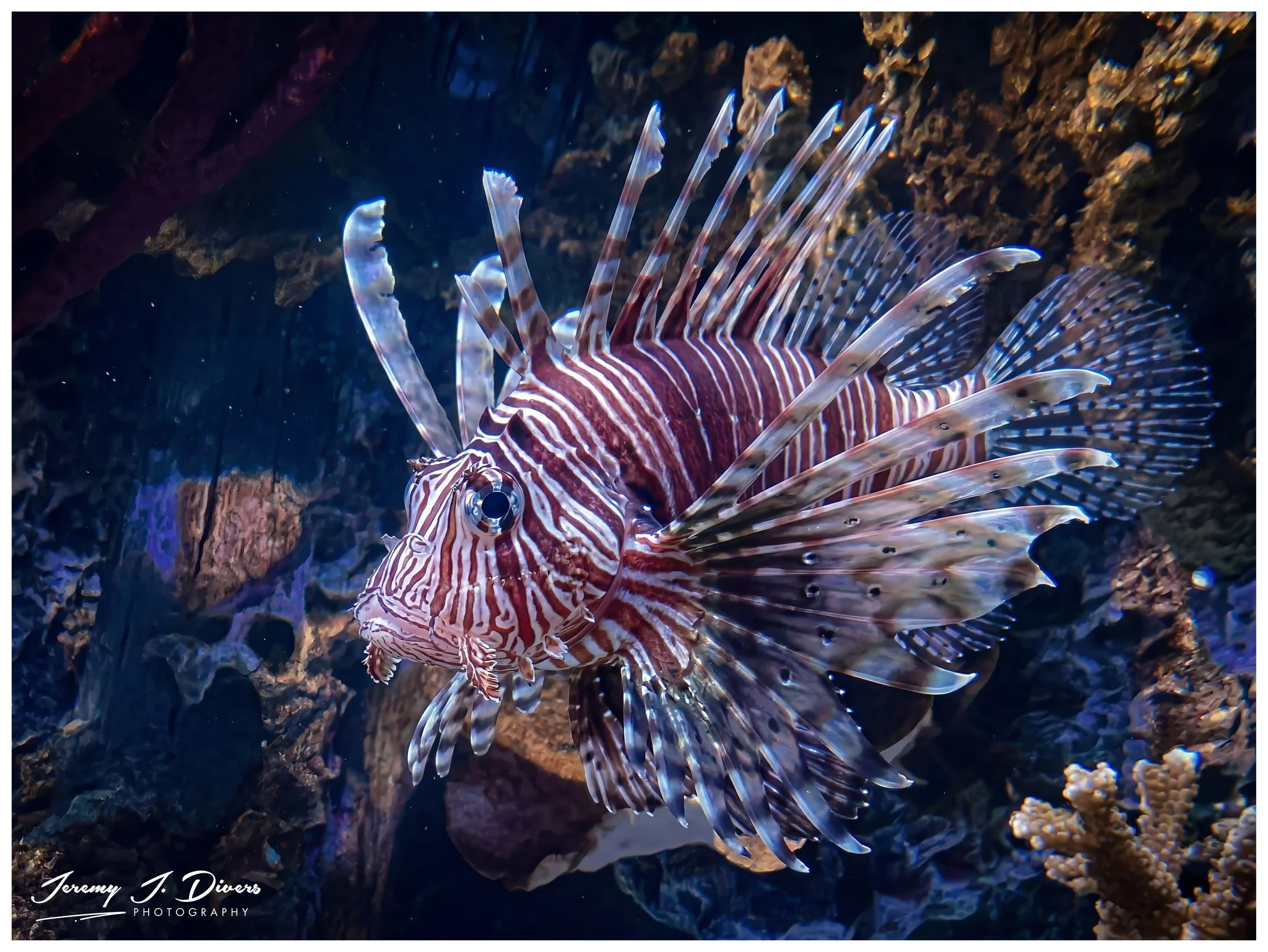 Lion Fish (D)