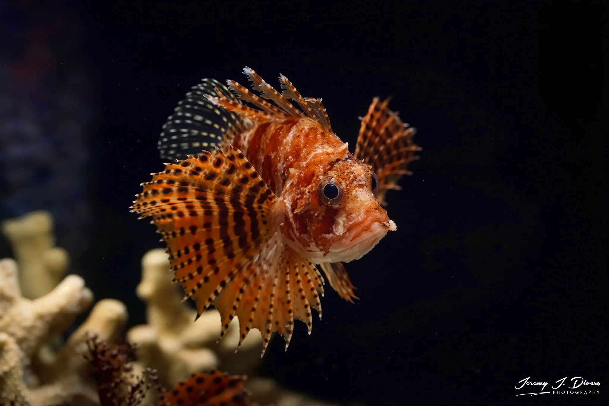 Fuzzy Dwarf Lionfish (B)