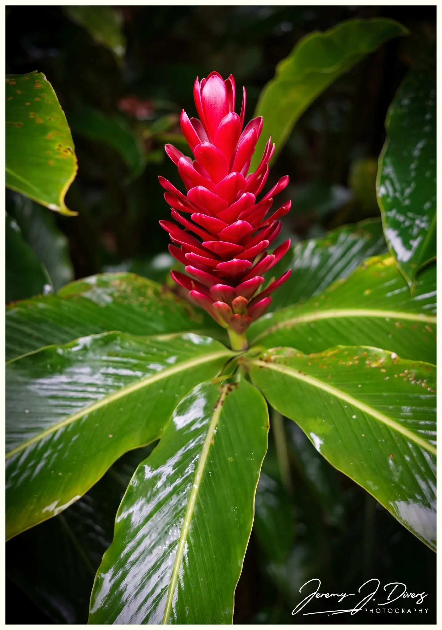 "Red Ginger Plant" Catarata Eco-Lodge, La Fortuna, Costa Rica