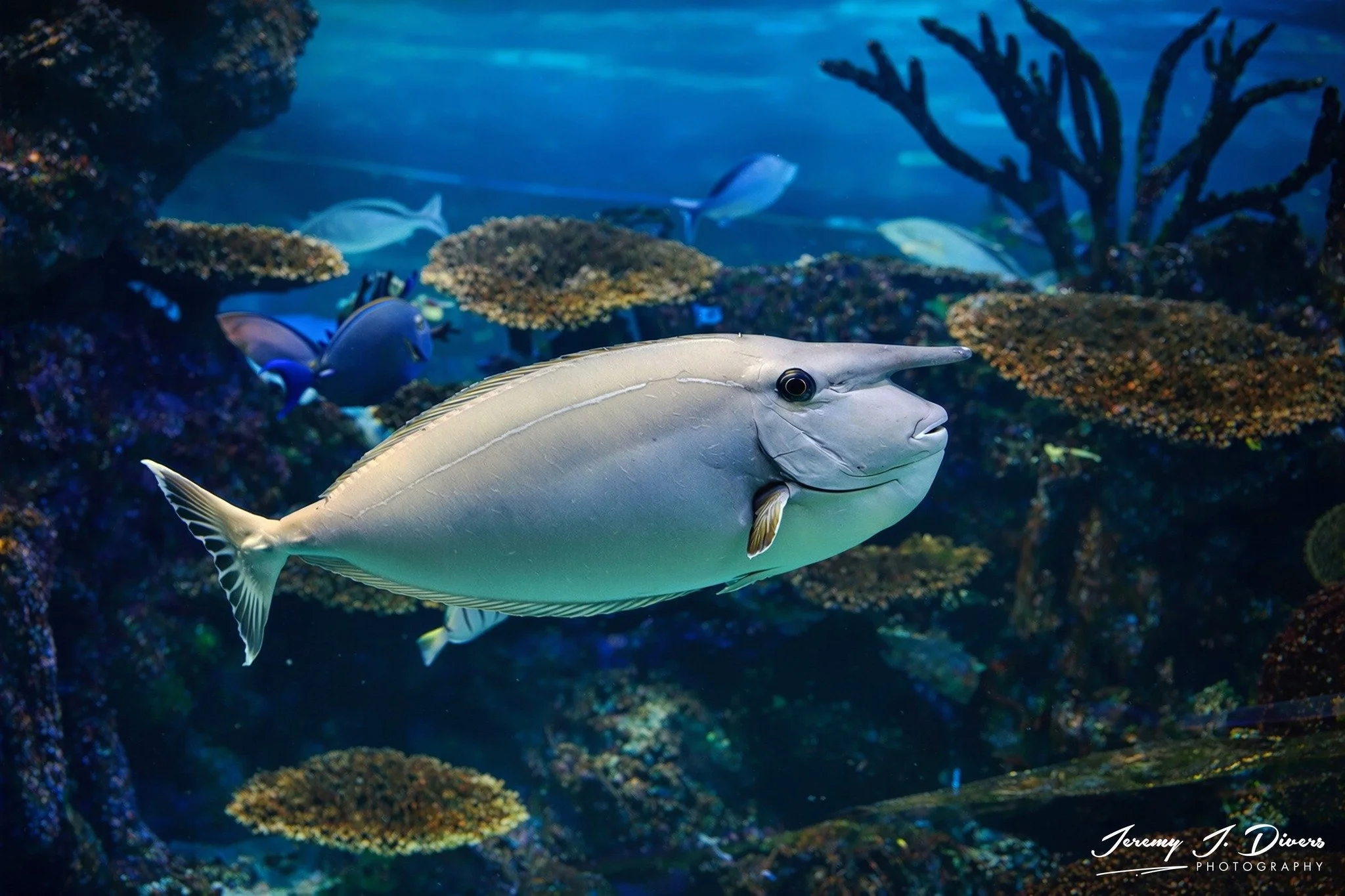 Whitemargin Unicornfish (A)