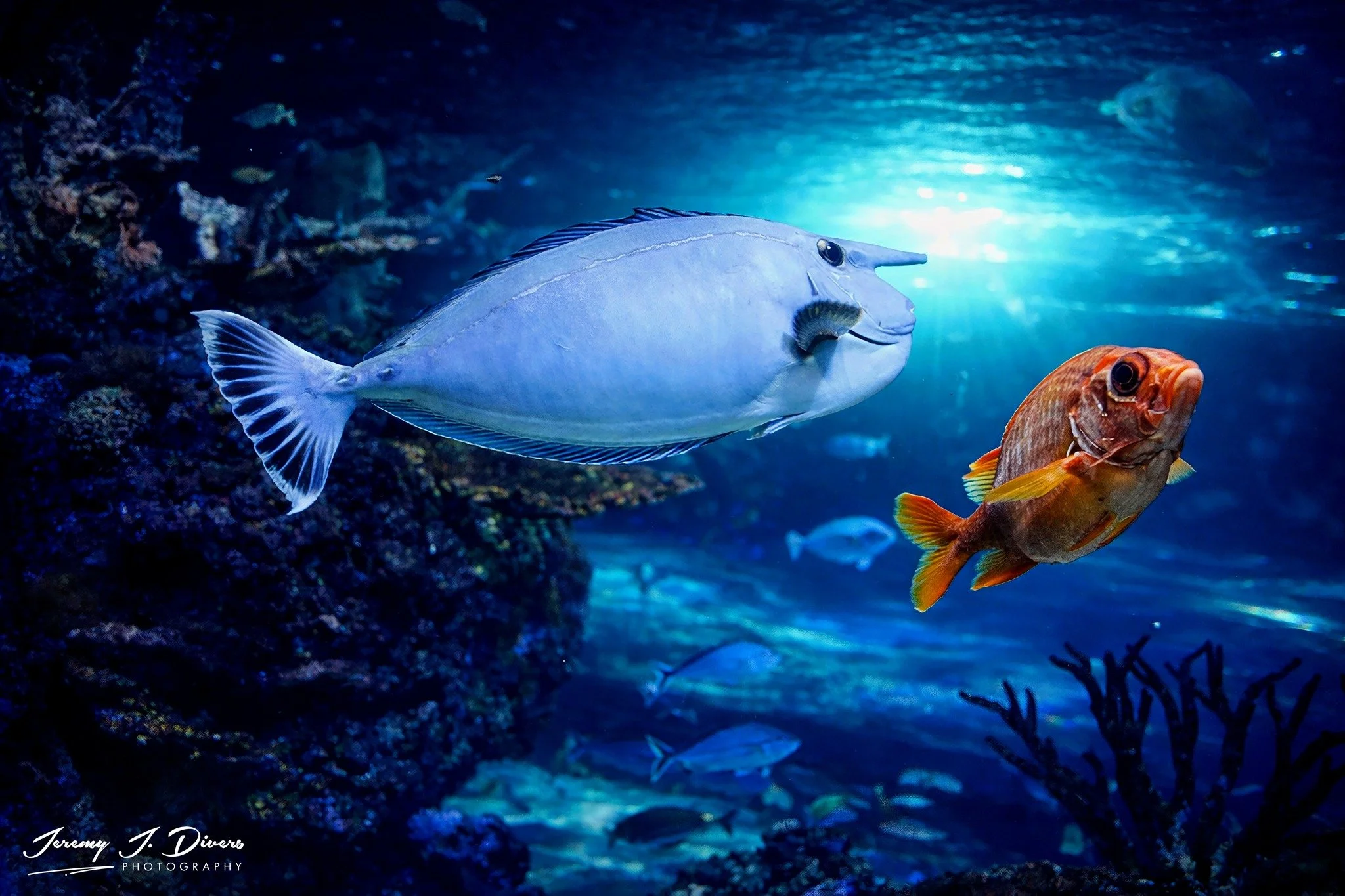 Whitemargin Unicornfish, Bigscale Soldierfish