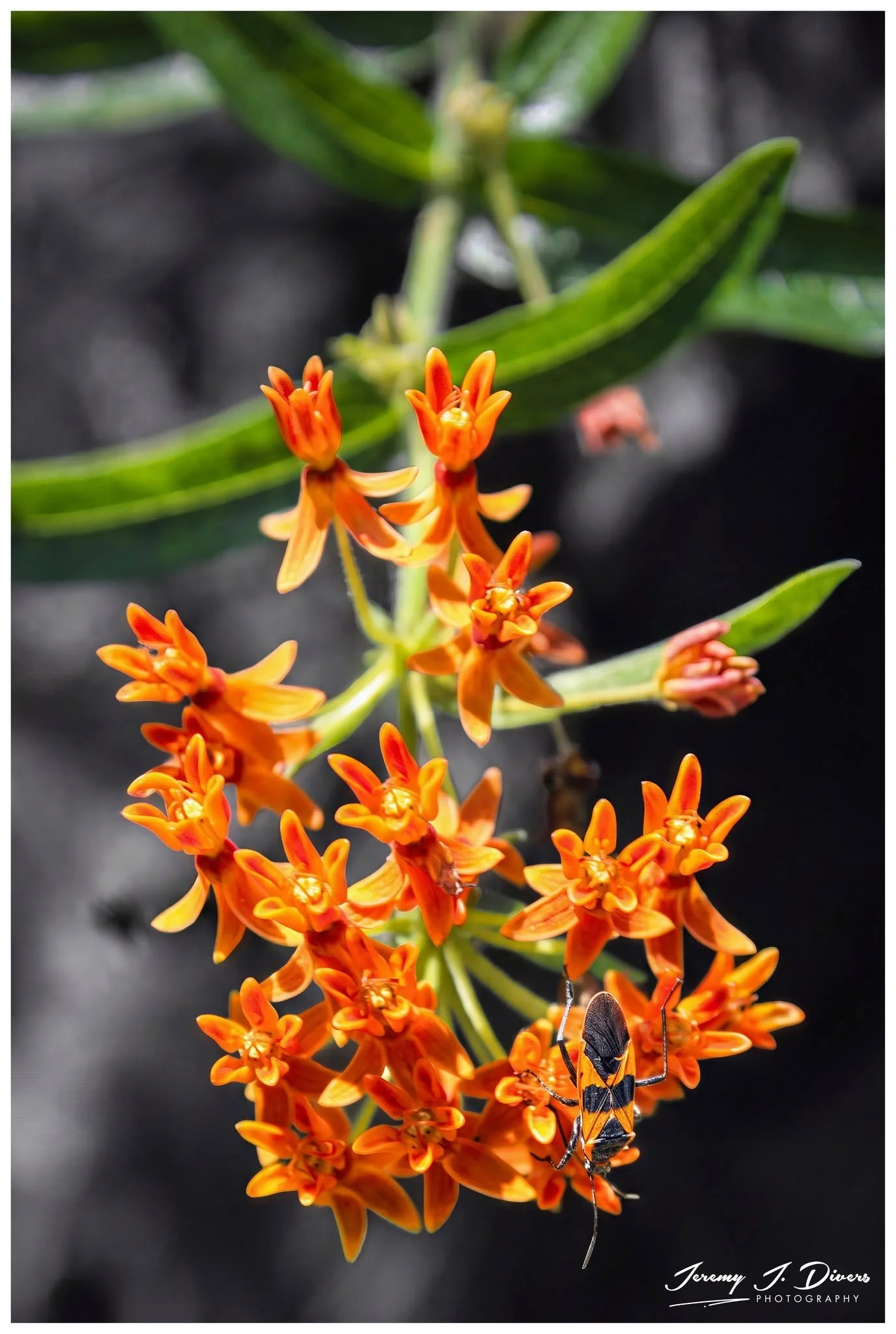  "Butterfly Milkweed" Shaw Nature Reserve, Gray Summit, MO