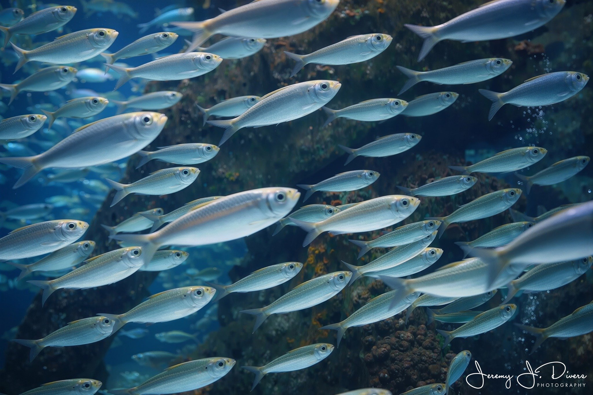 School of Fusilier Fish