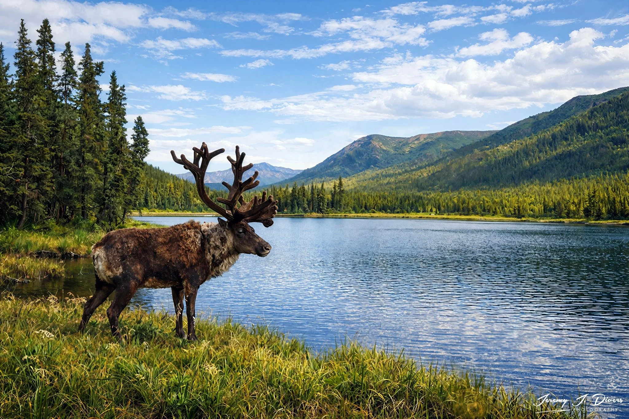 “King of the Alpine Shore” Denali National Park, Alaska