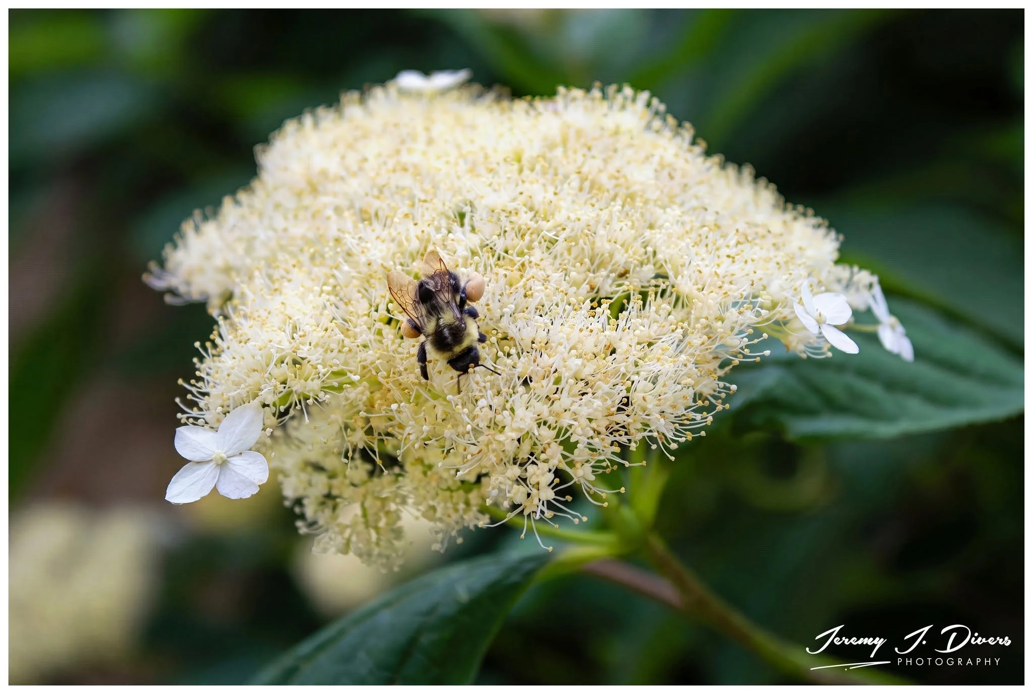 "Bumble Bee Pollenating a Smooth Hydrangea" Shaw Nature Reserve, Gray Summit, MO