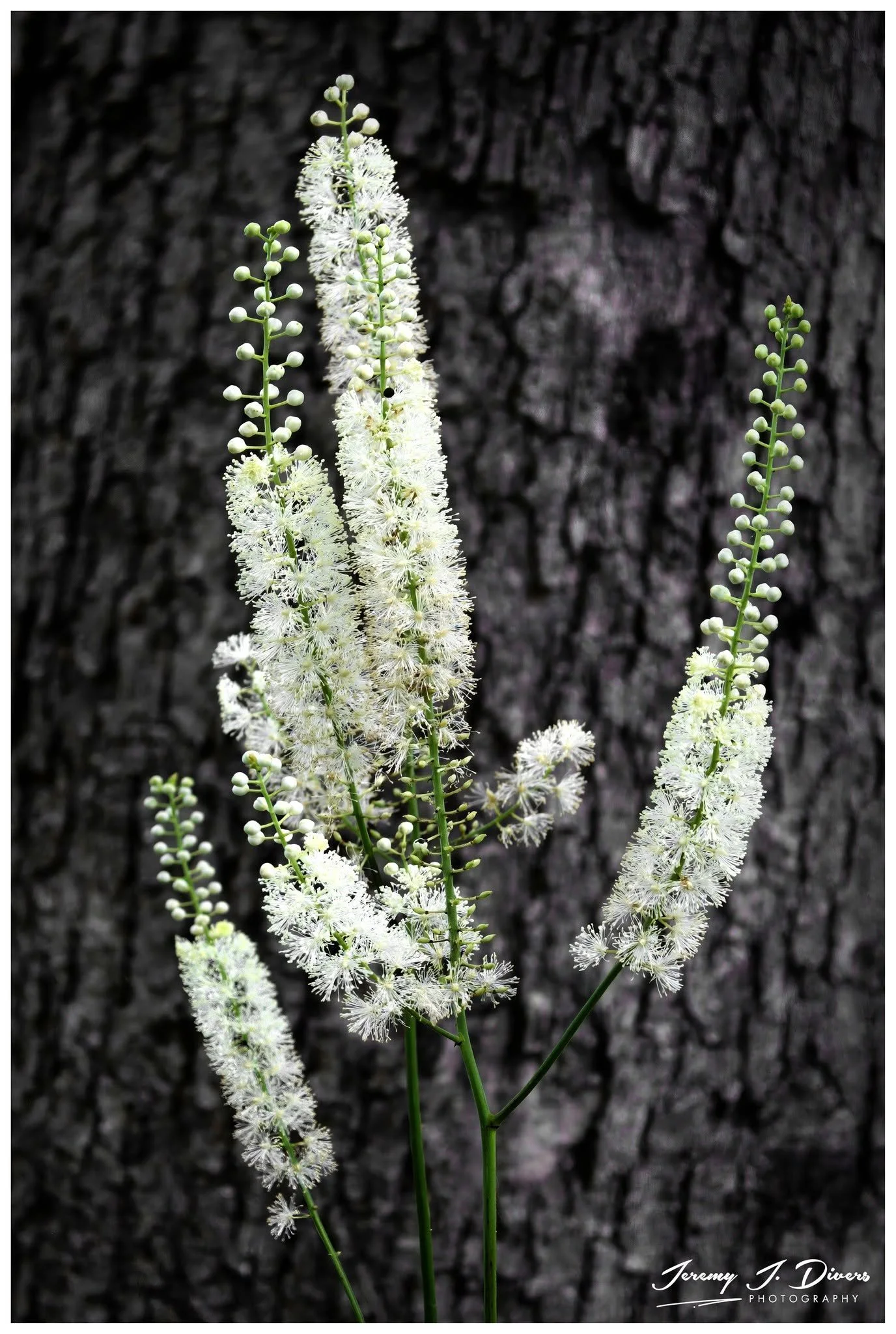 "Fairy Candles" Shaw Nature Reserve, Gray Summit, MO