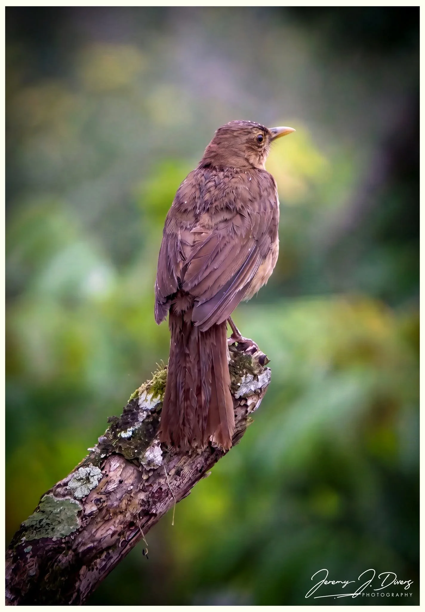 "Clay-colored Thrush" Tirimbina Biological Reserve, Costa Rica