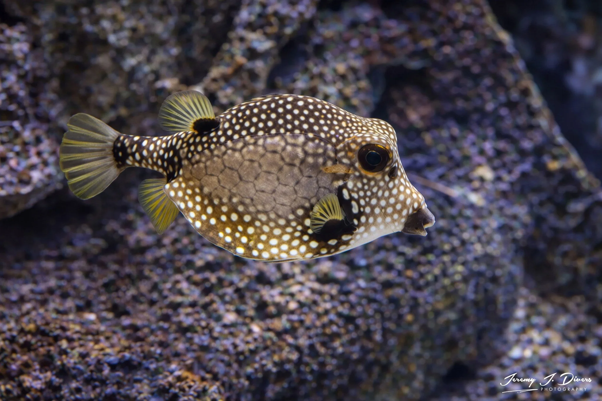Smooth Trunkfish
