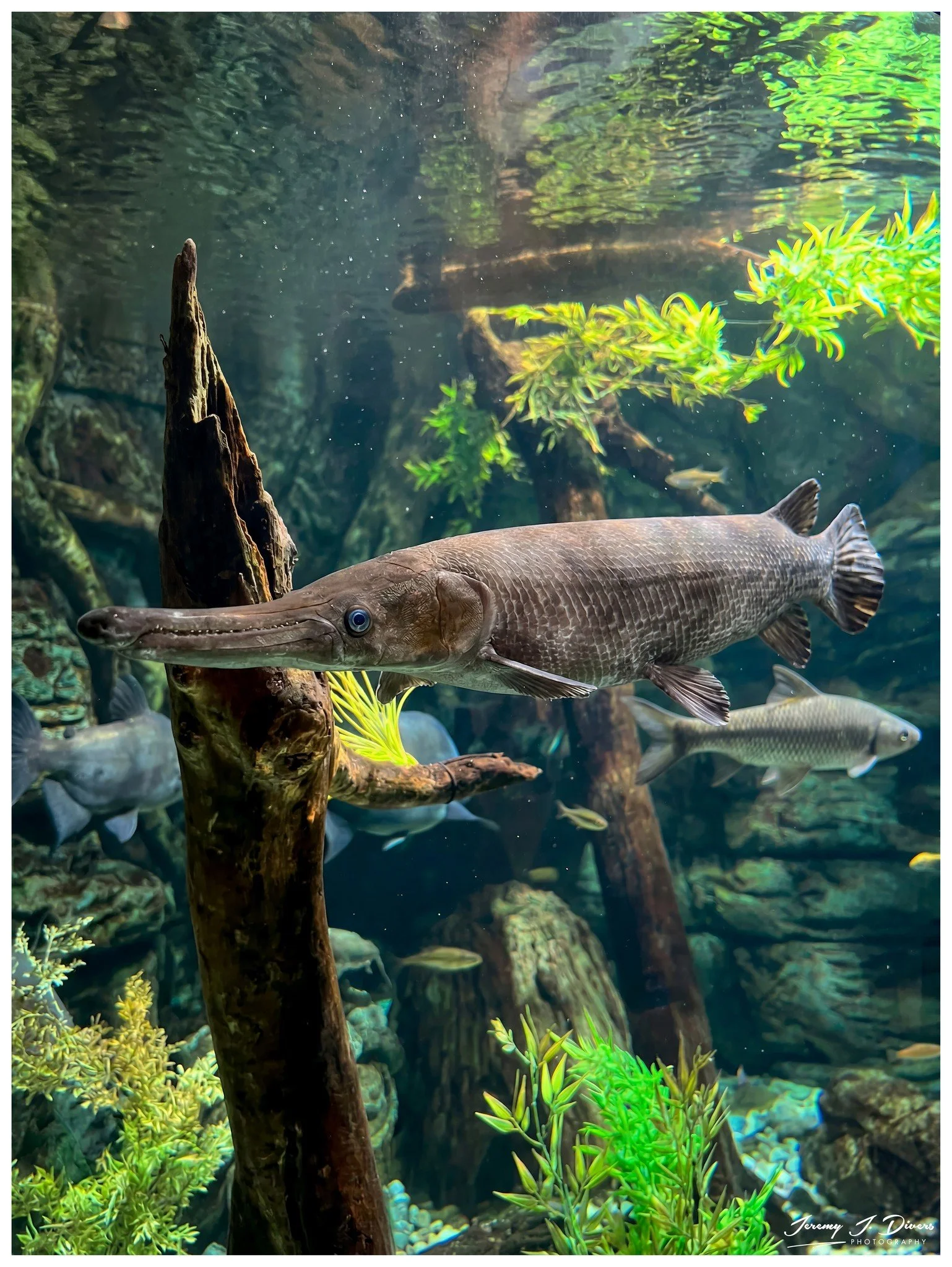 Alligator Gar