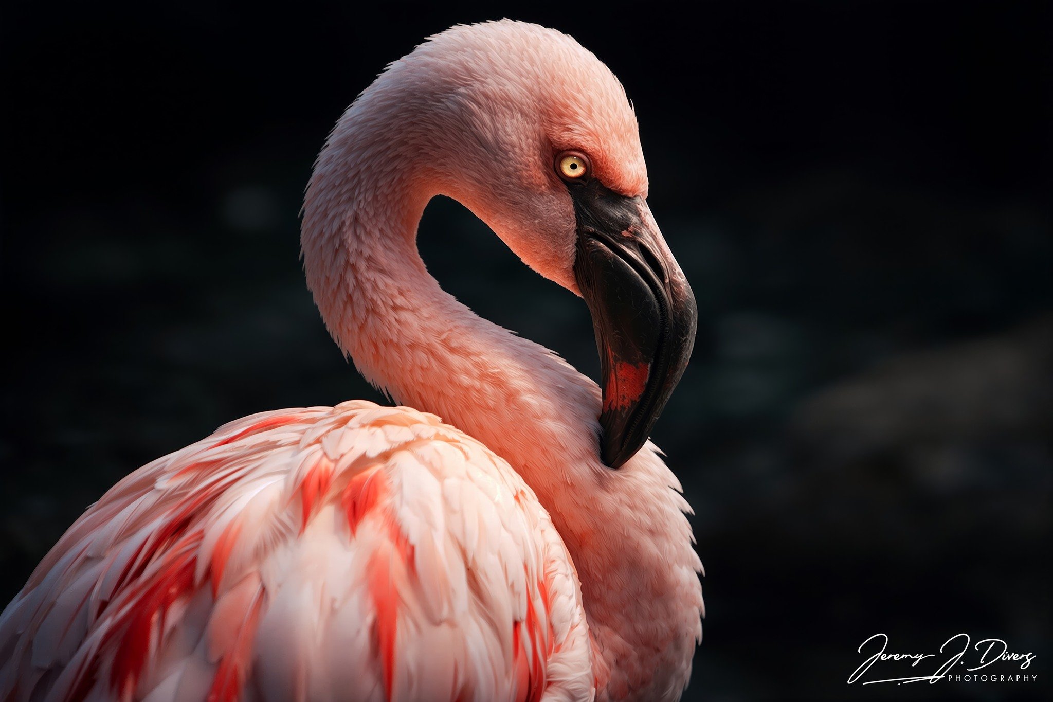 "Flamingos of San Diego" (A) San Diego Zoo