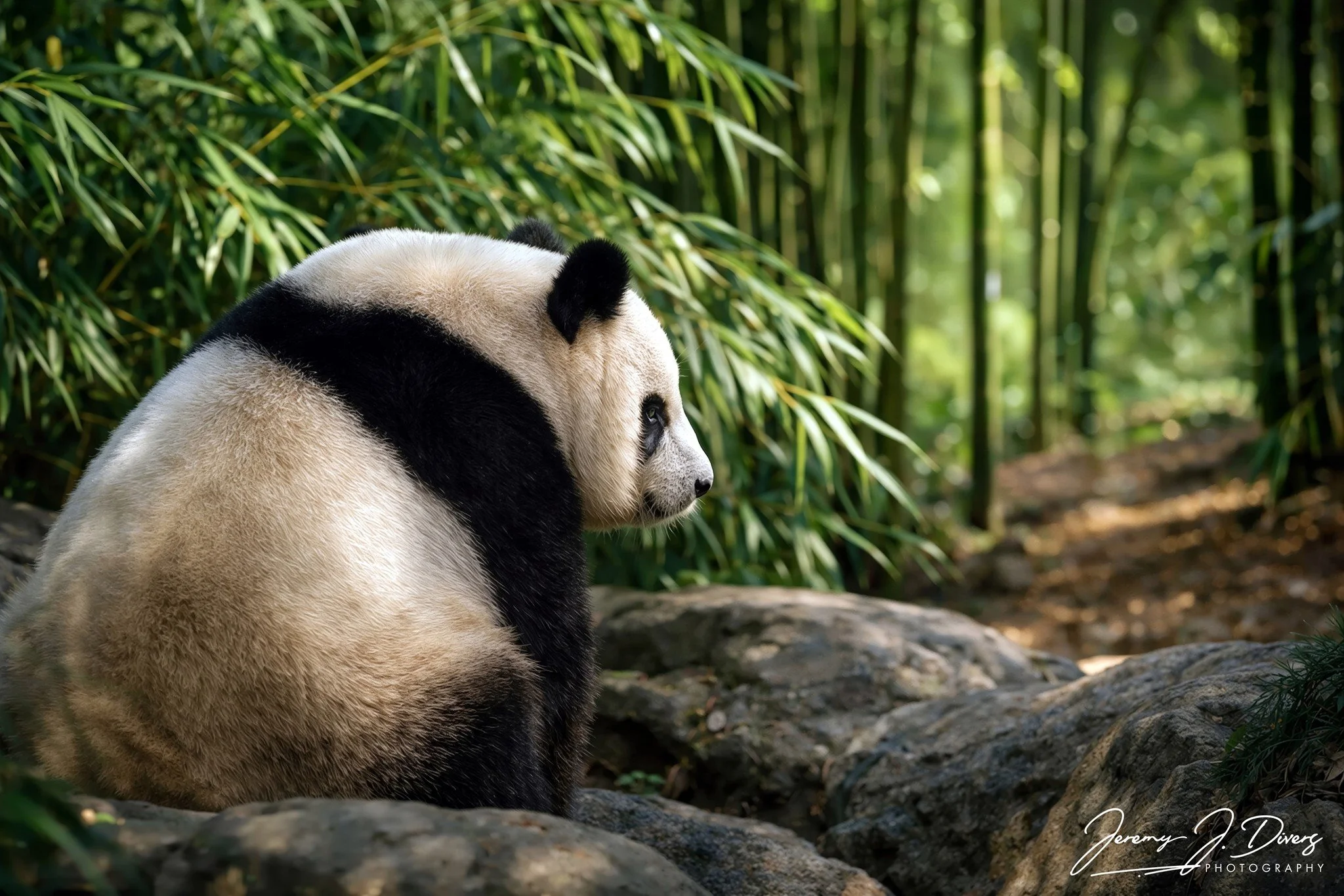 "Panda Life" (B) San Diego Zoo