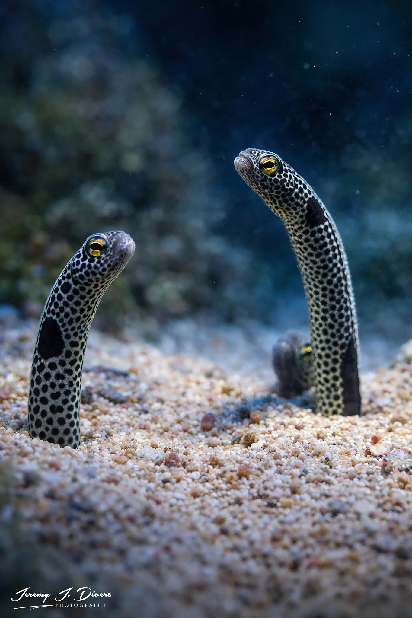Spotted Garden Eels (B)
