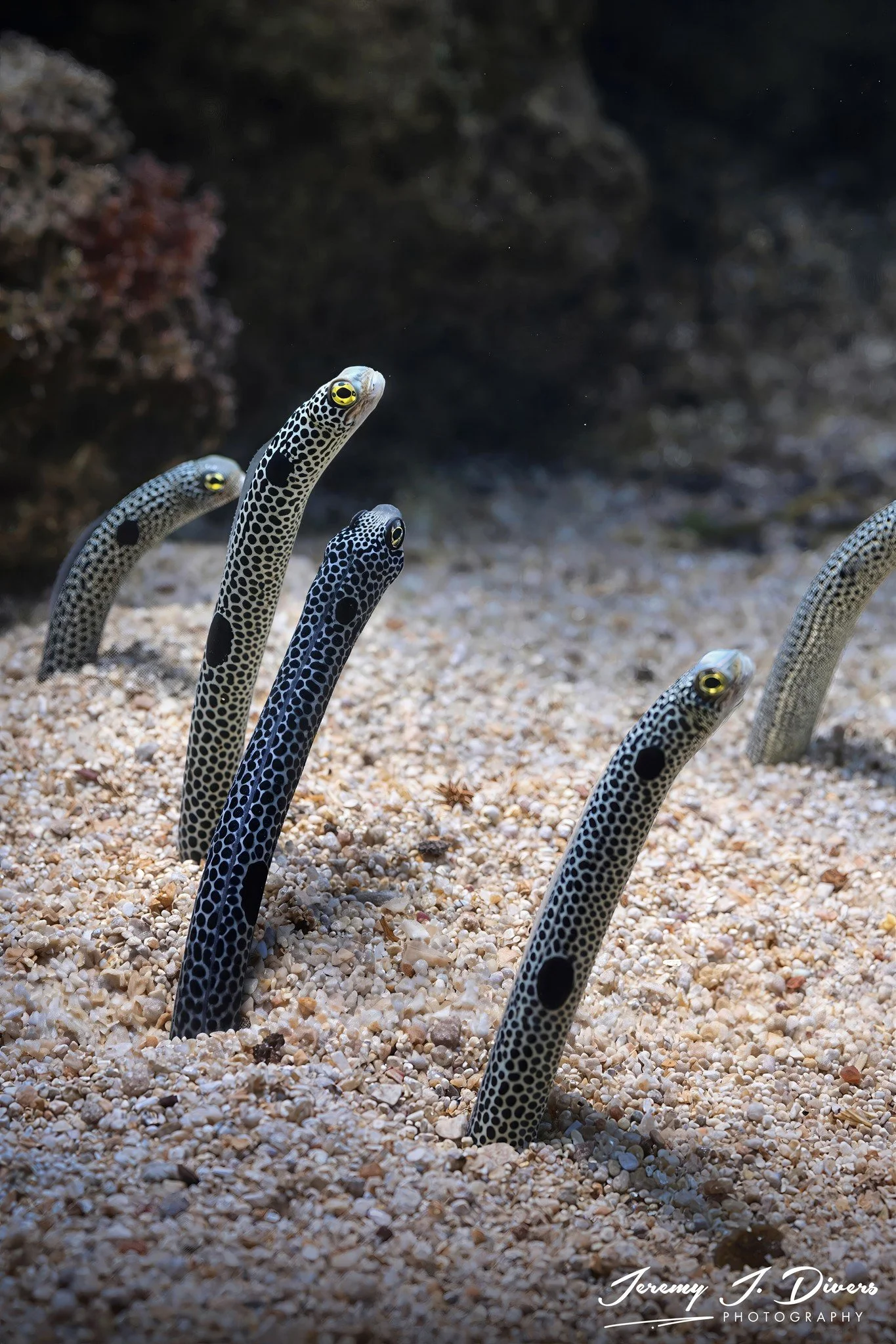 Spotted Garden Eels (A)