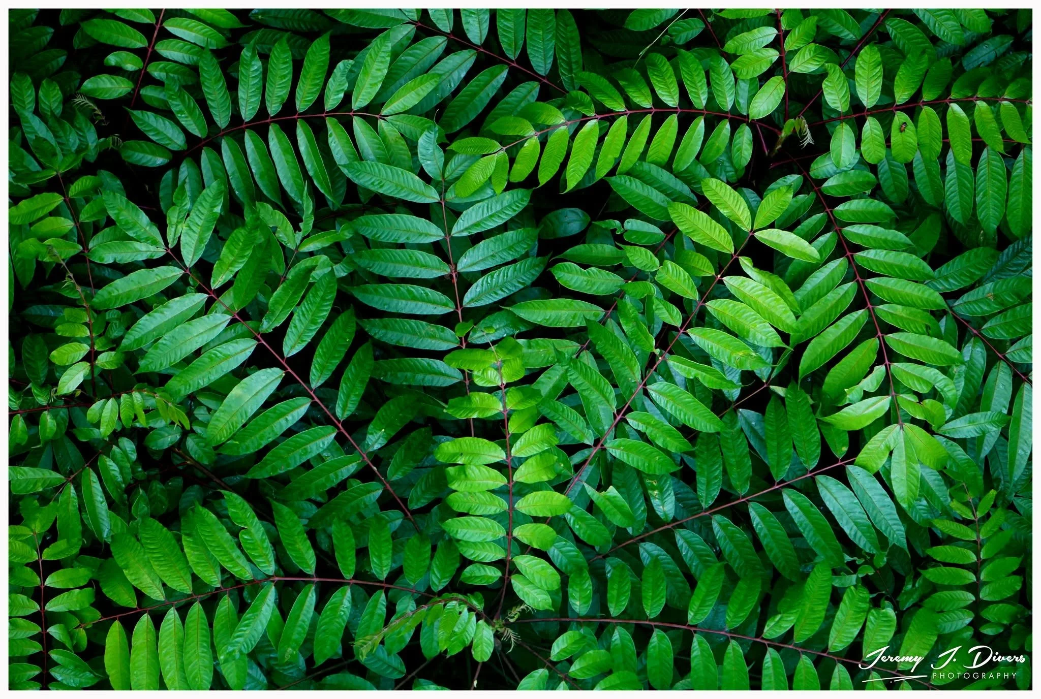 "Emerald Tapestry" Royal Ferns, Tirimbina Biological Reserve, Sarapiquí, Costa Rica