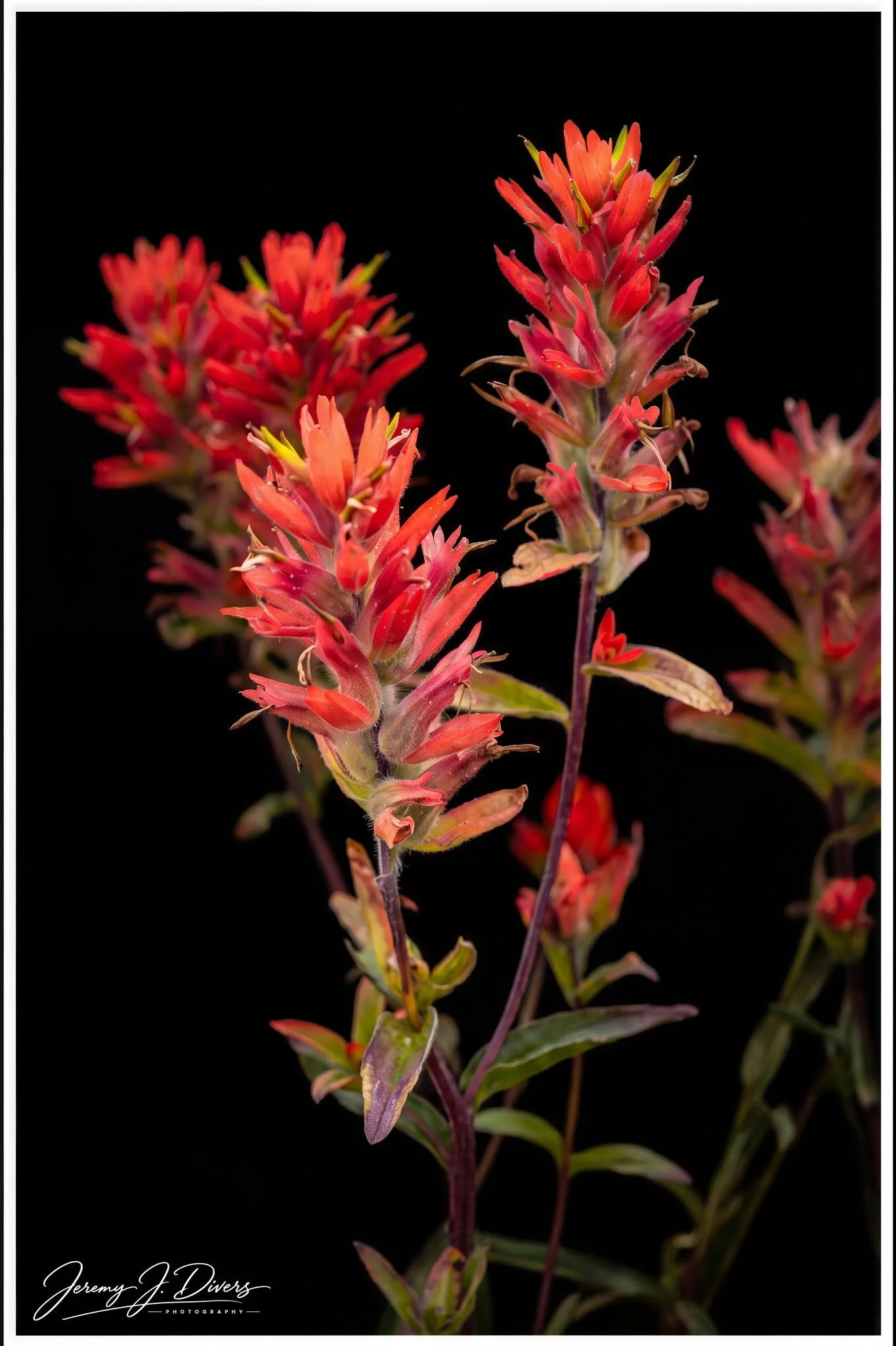 "Indian Paintbrush Flower" Jasper National Park, Alberta, Canada