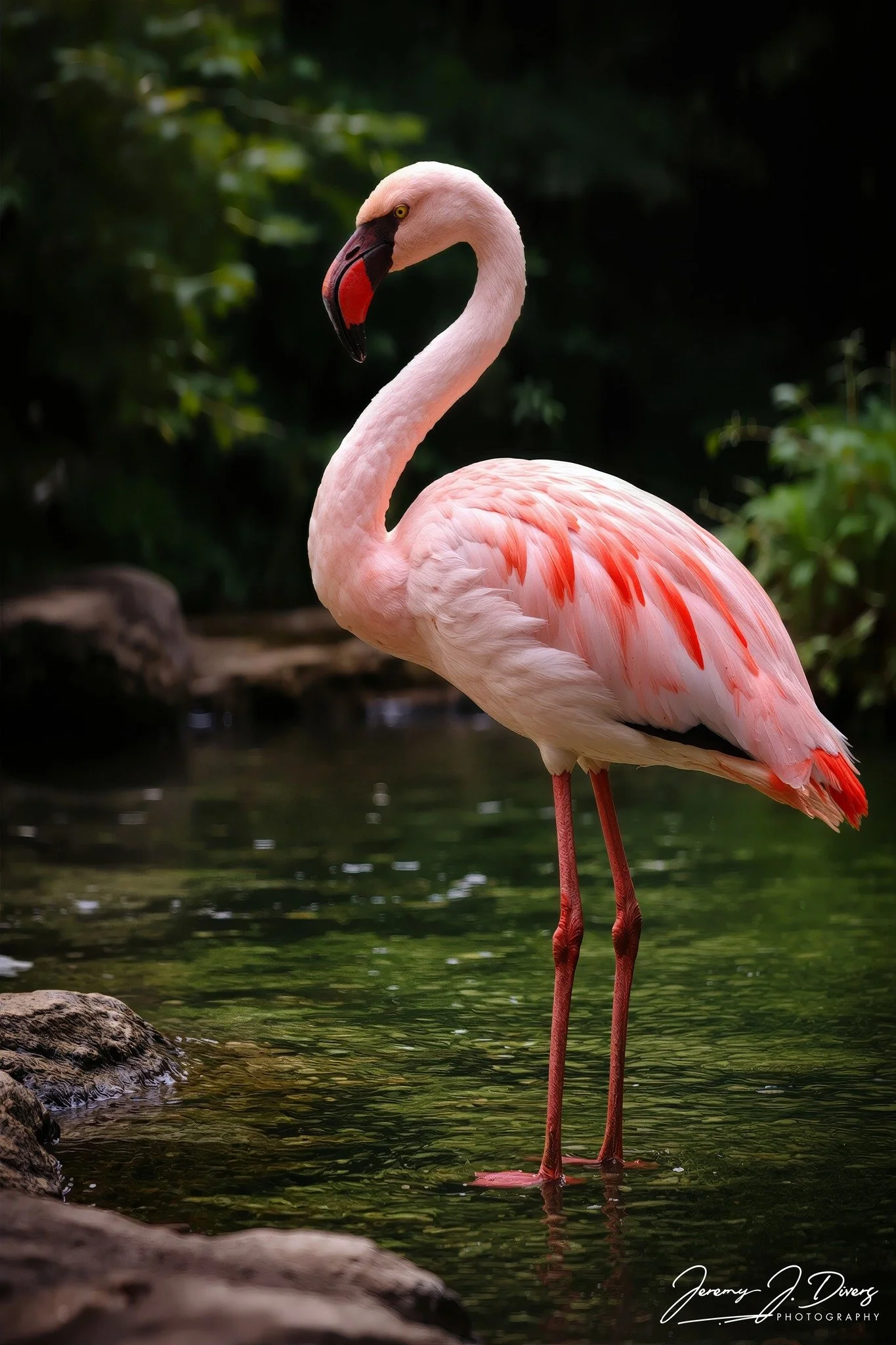 "Flamingos of San Diego" (B) San Diego Zoo