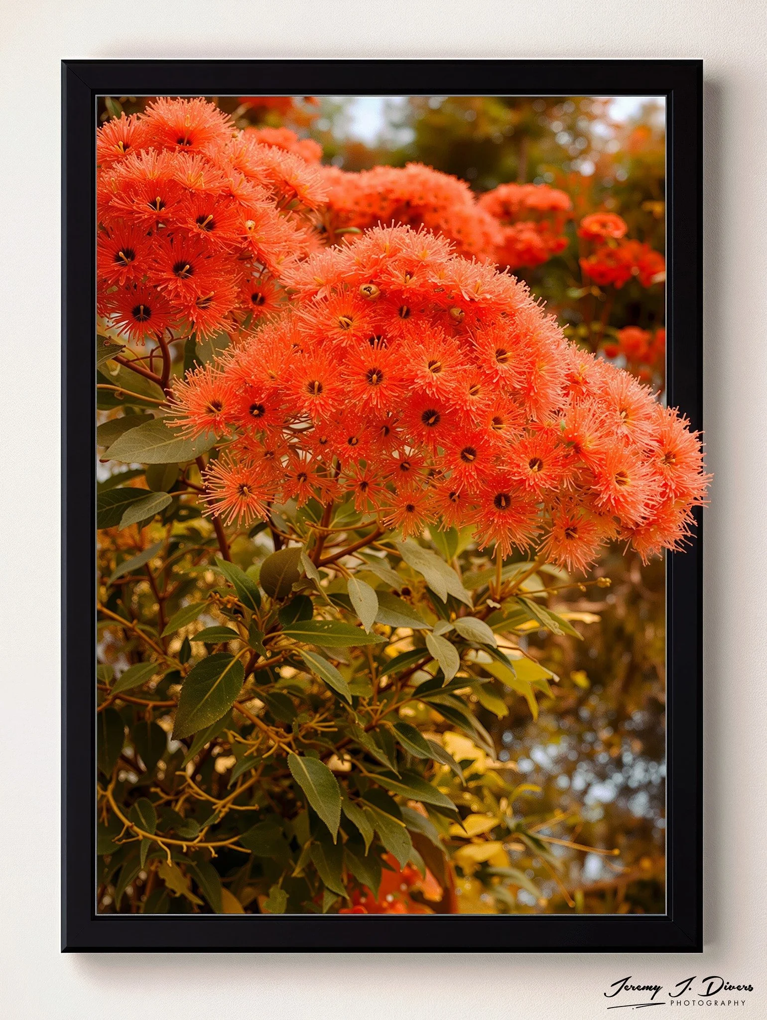 "Red Flowering Gum" San Diego, California
