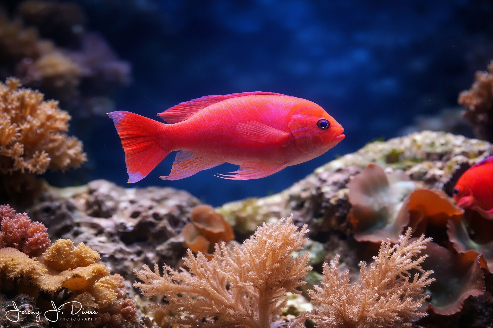  Bali Lunate Anthias 