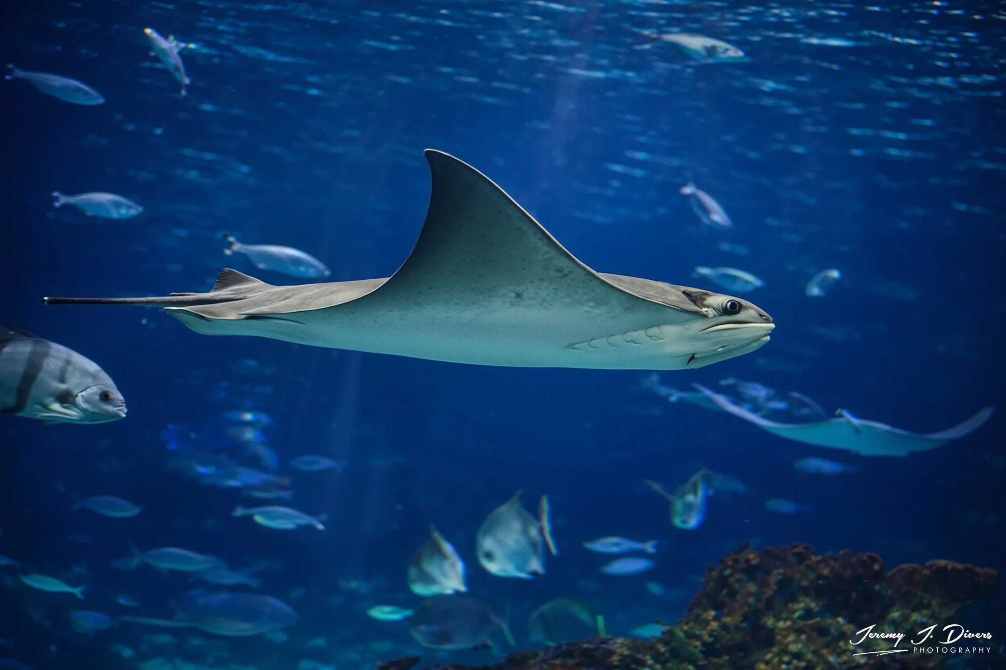  Cownose Ray (B)