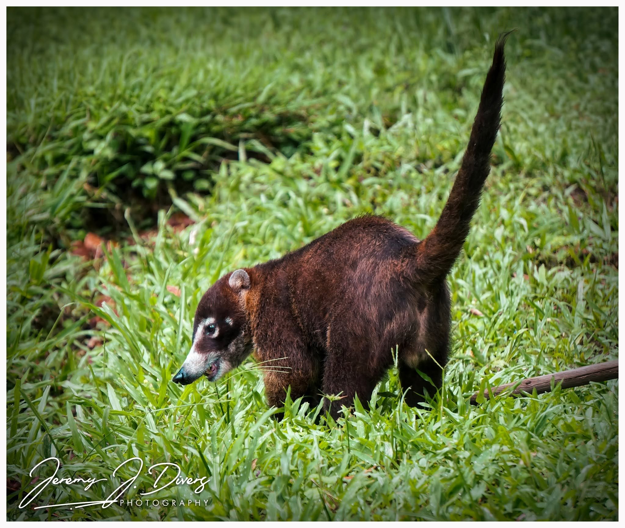 "White-nosed Coati" Tirimbina Biological Reserve, Sarapiquí, Costa Rica