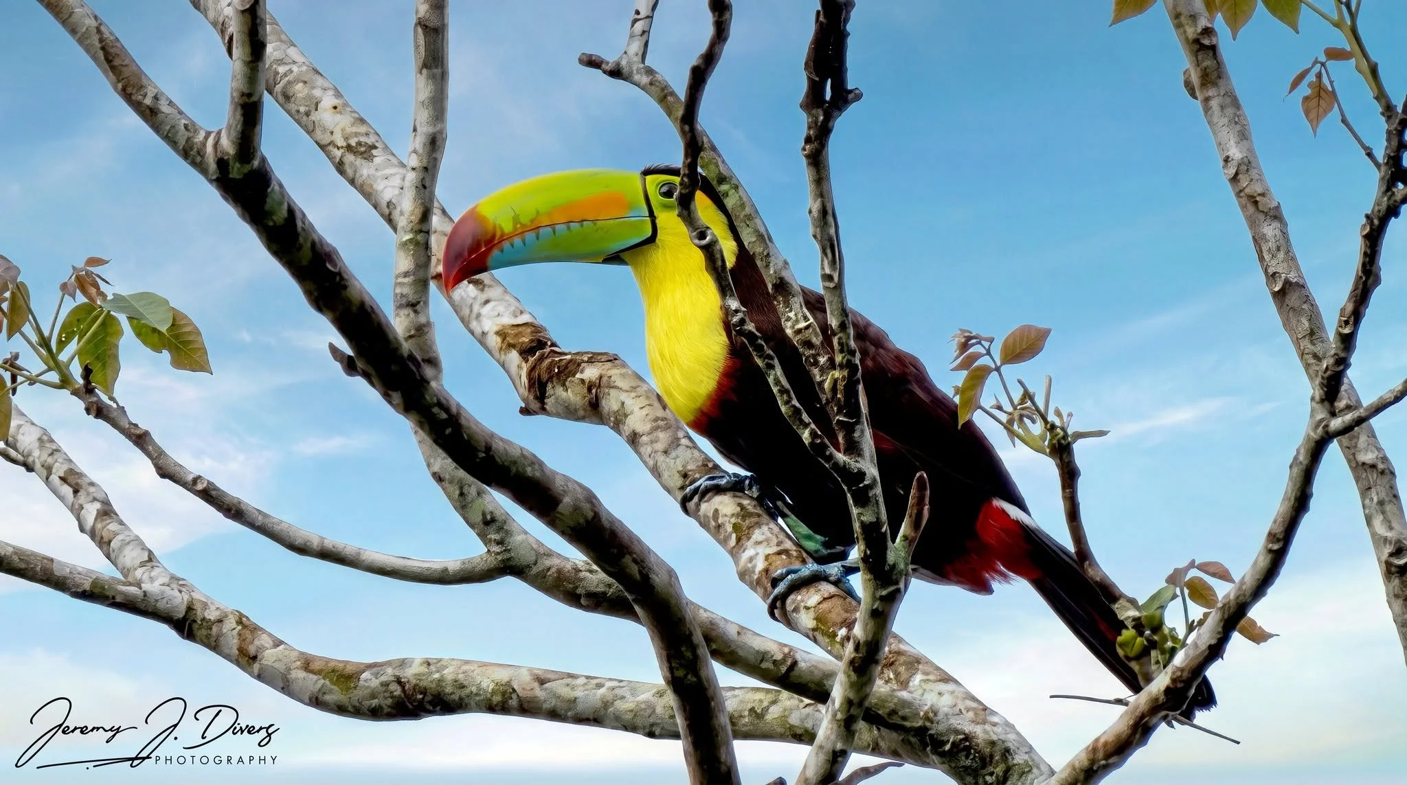 "Rainbow Billed Toucan" (C) Hotel La Hacienda, Alajuela Province, Costa Rica