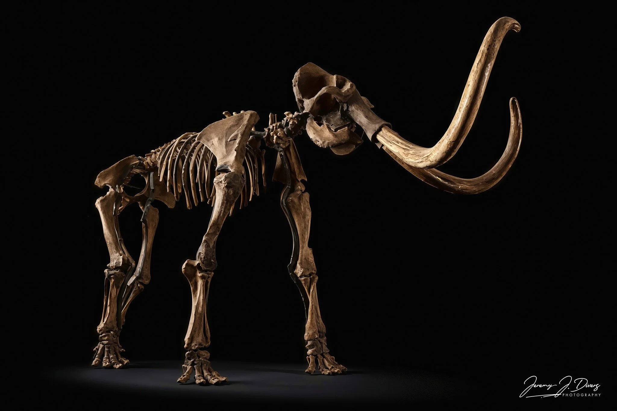 "Woolly Mammoth"