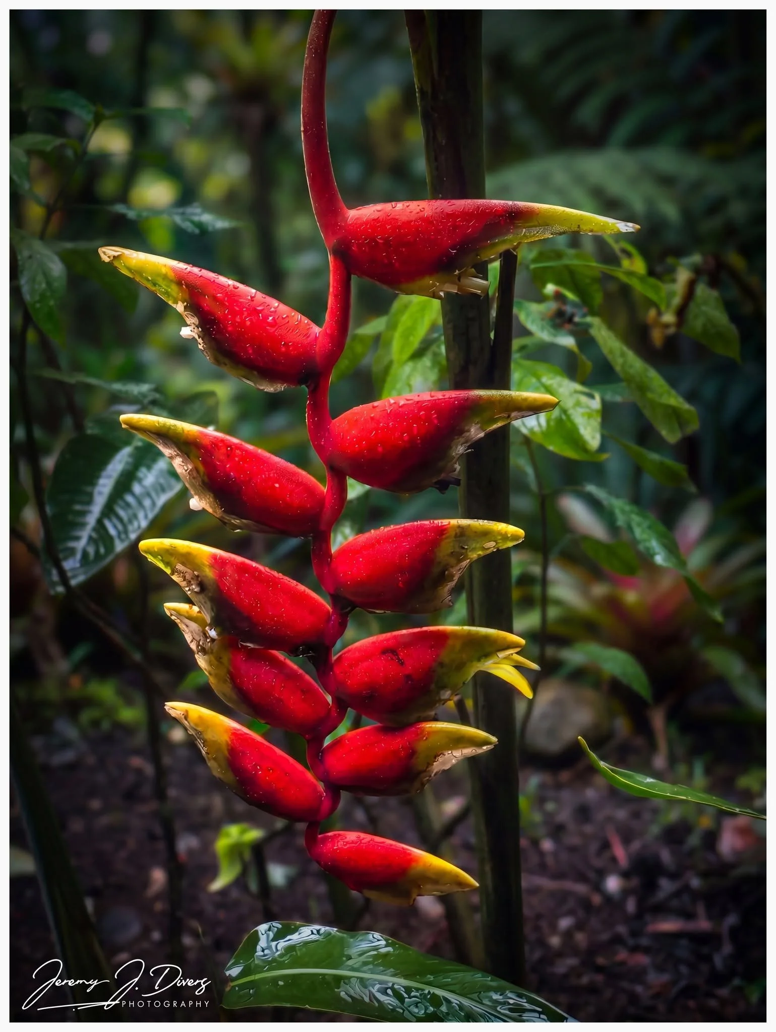 "Hanging Lobster Claw Plant" Arenal Volcano National Park, Costa Rica