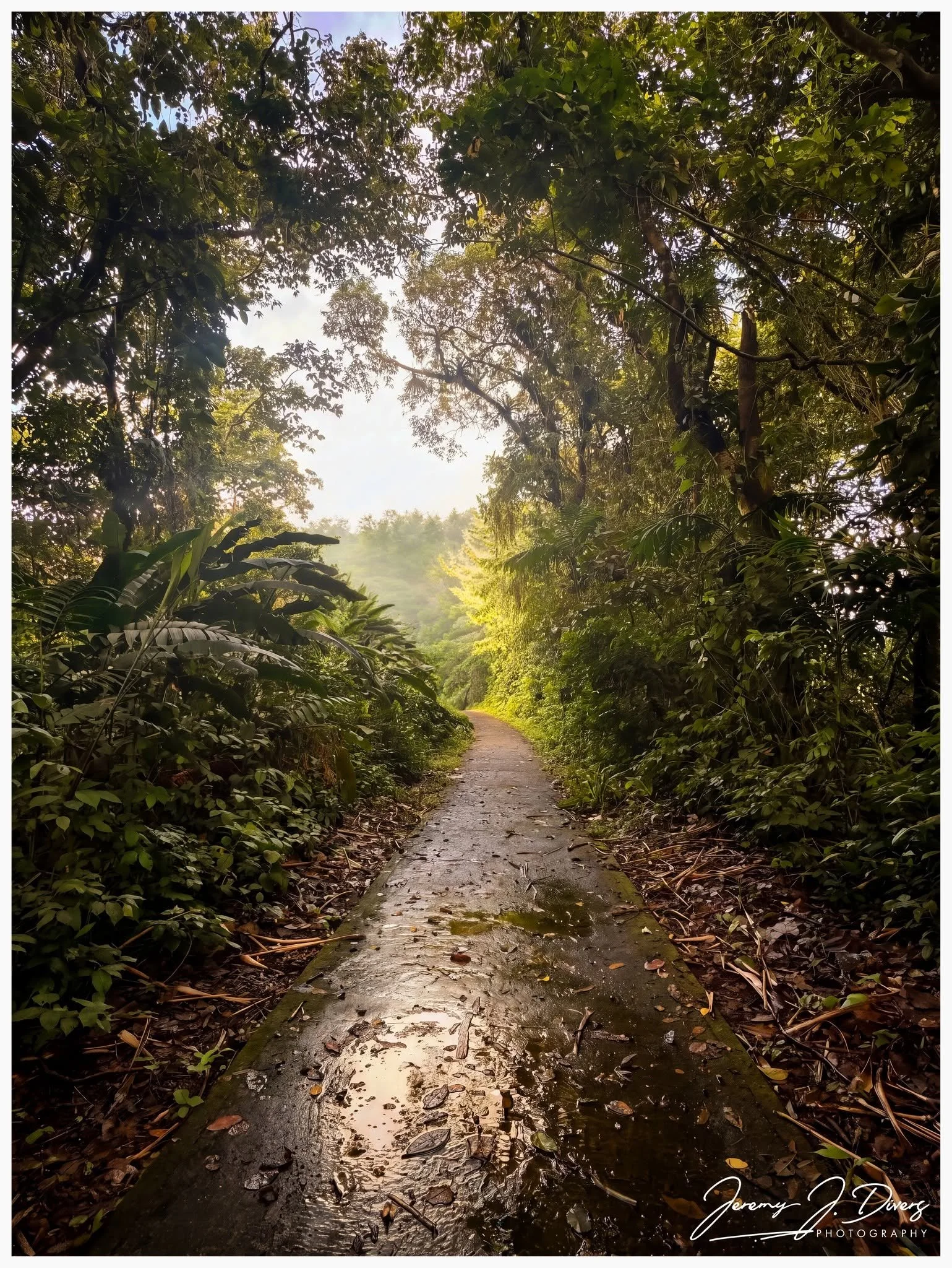 "Into the Green Silence," Arenal Volcano National Park, Costa Rica